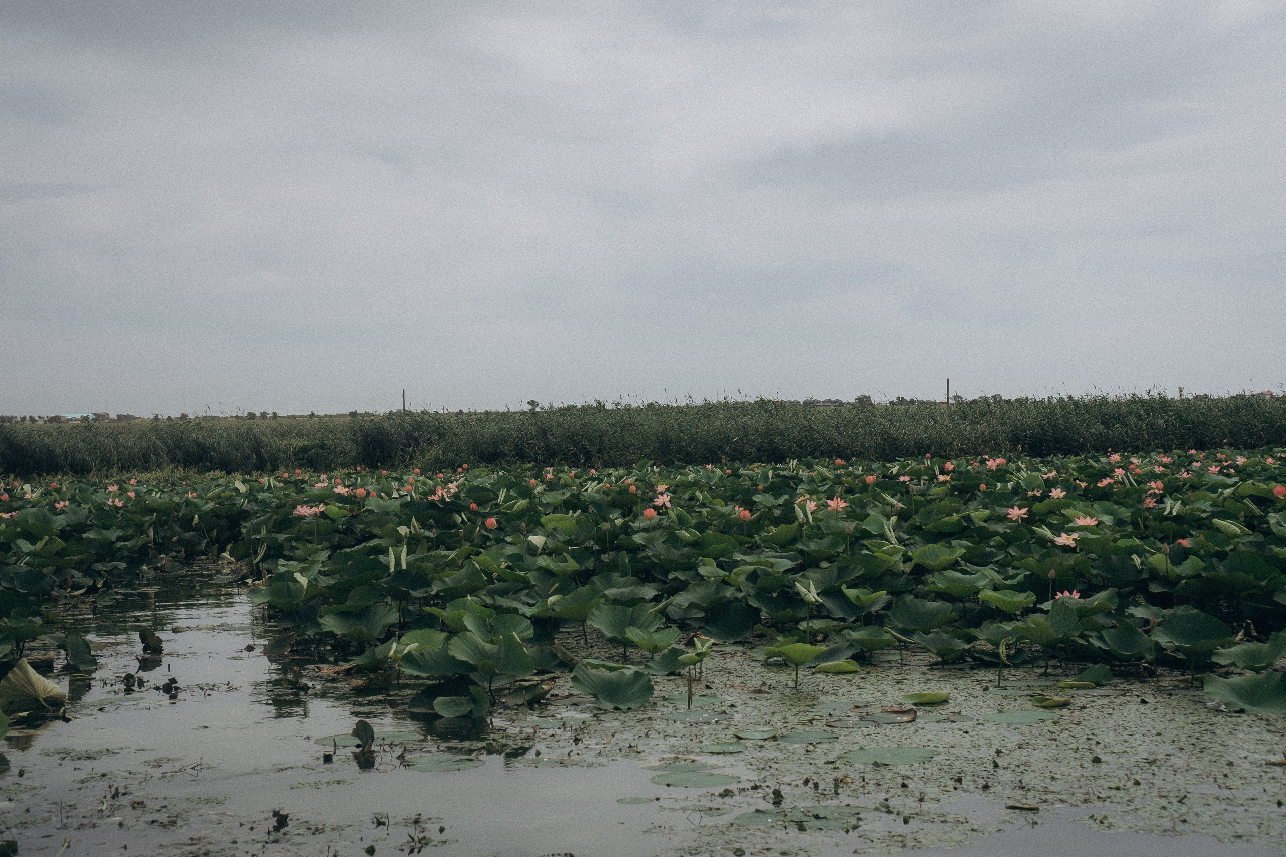 ЛОТОСОВАЯ ПОЛЯНА. Профессиональный фотограф, Санкт-Петербург — Виктория Богомолова