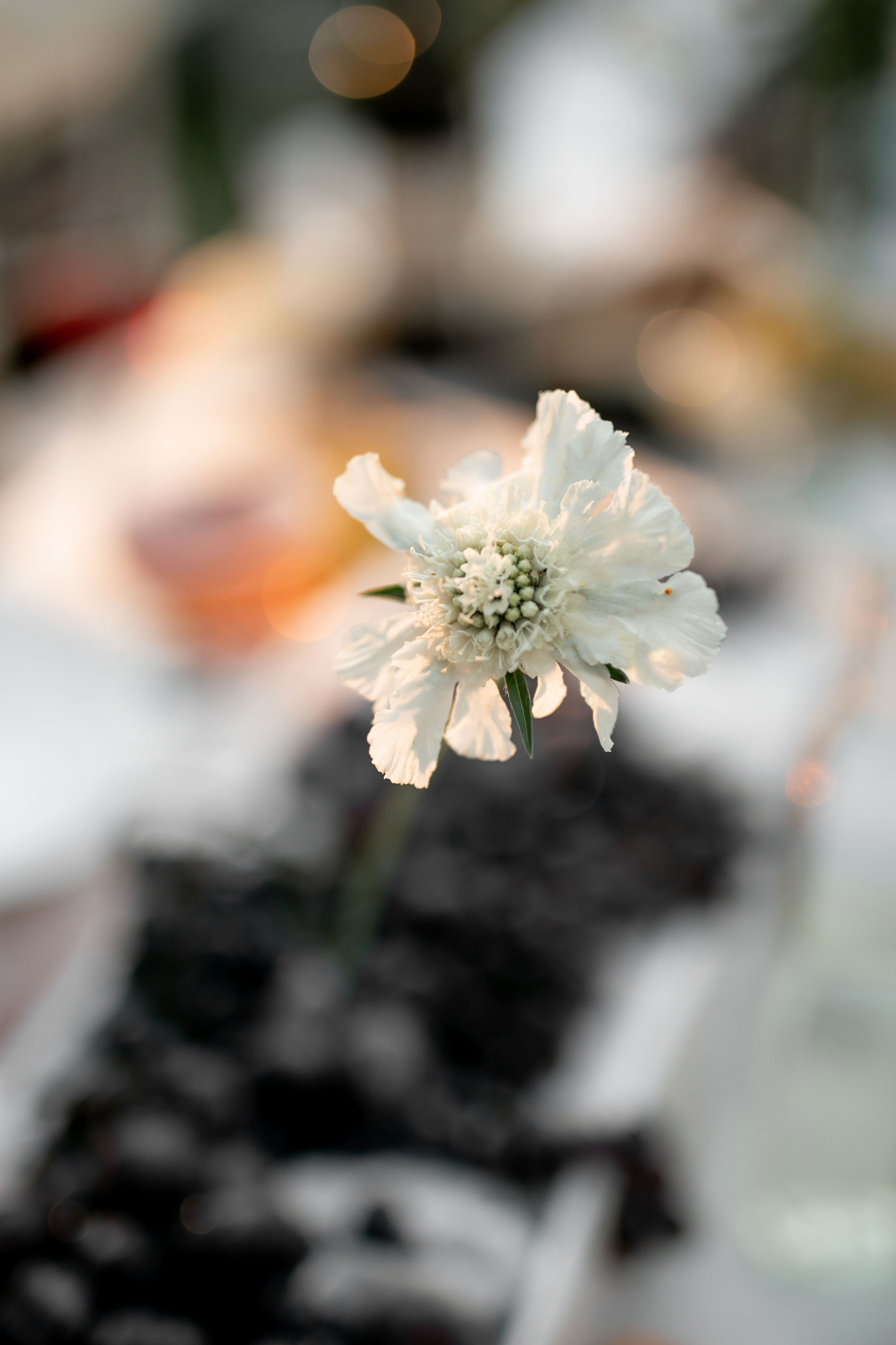 Итальянская свадьба. Лада Канана Свадебный и семейный фотограф