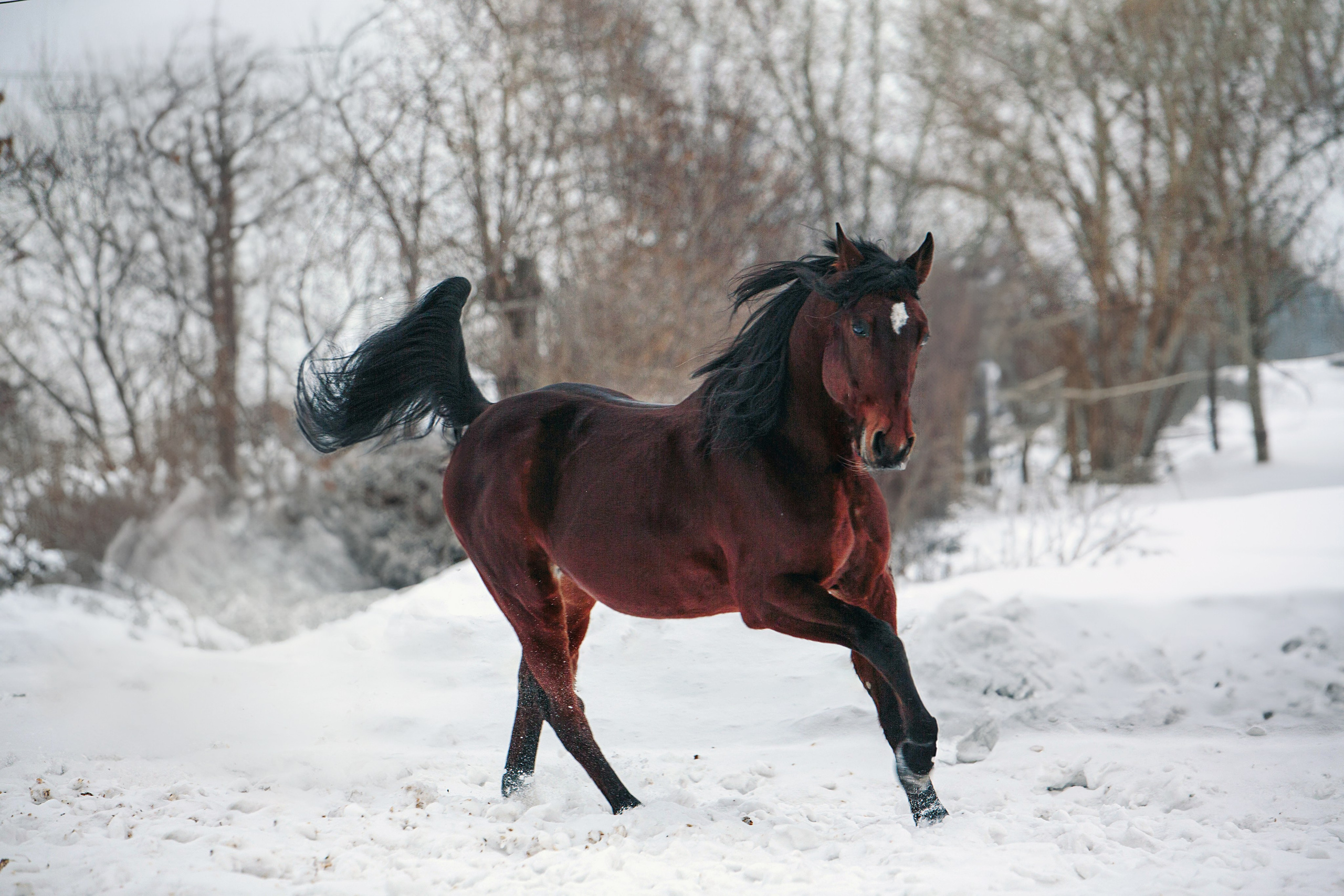 Лошади зимой. Конный фотограф в Красноярске — Любовь Похабова