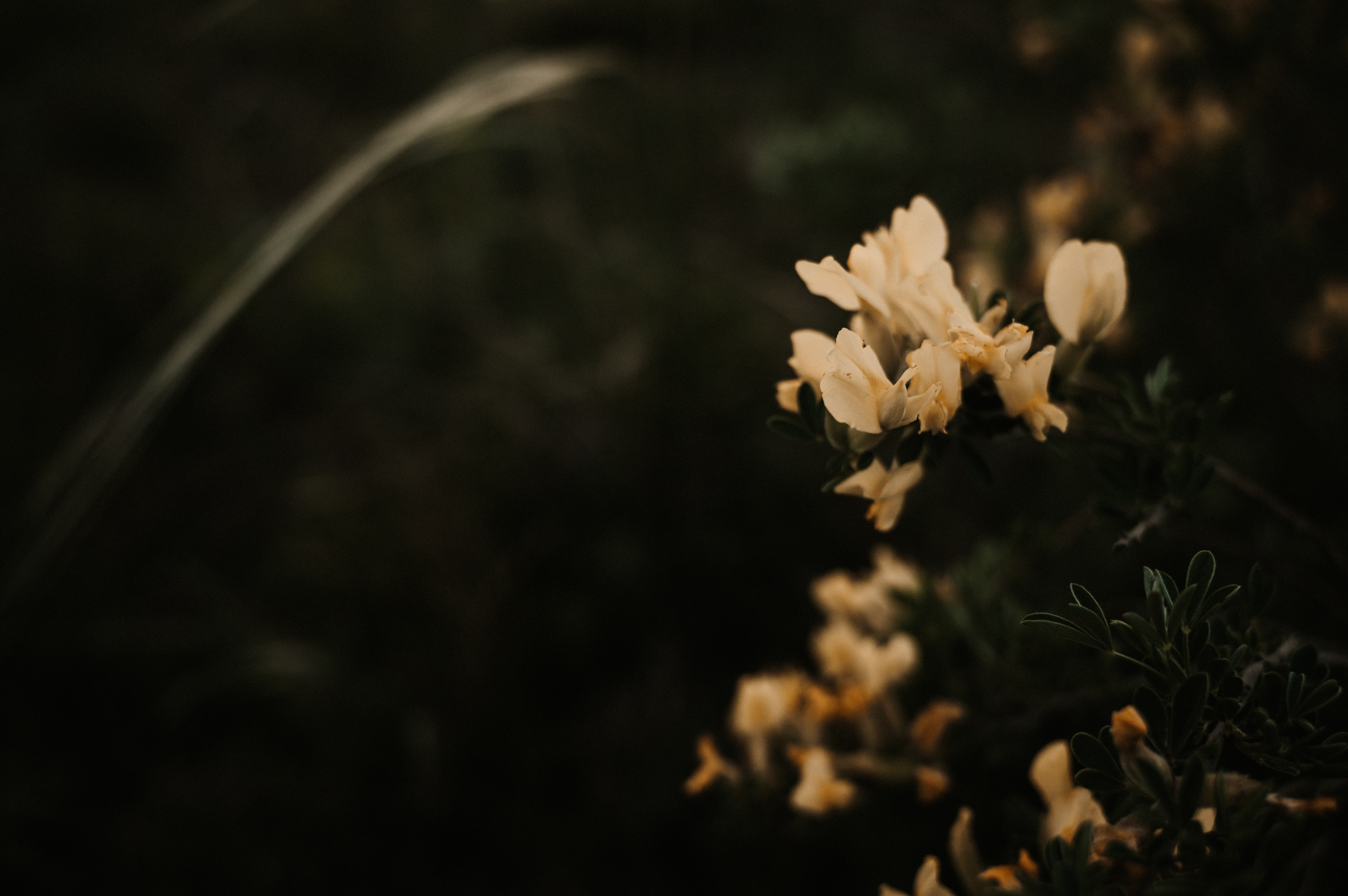 Ты моё всё. Фотограф Ким Ангелина