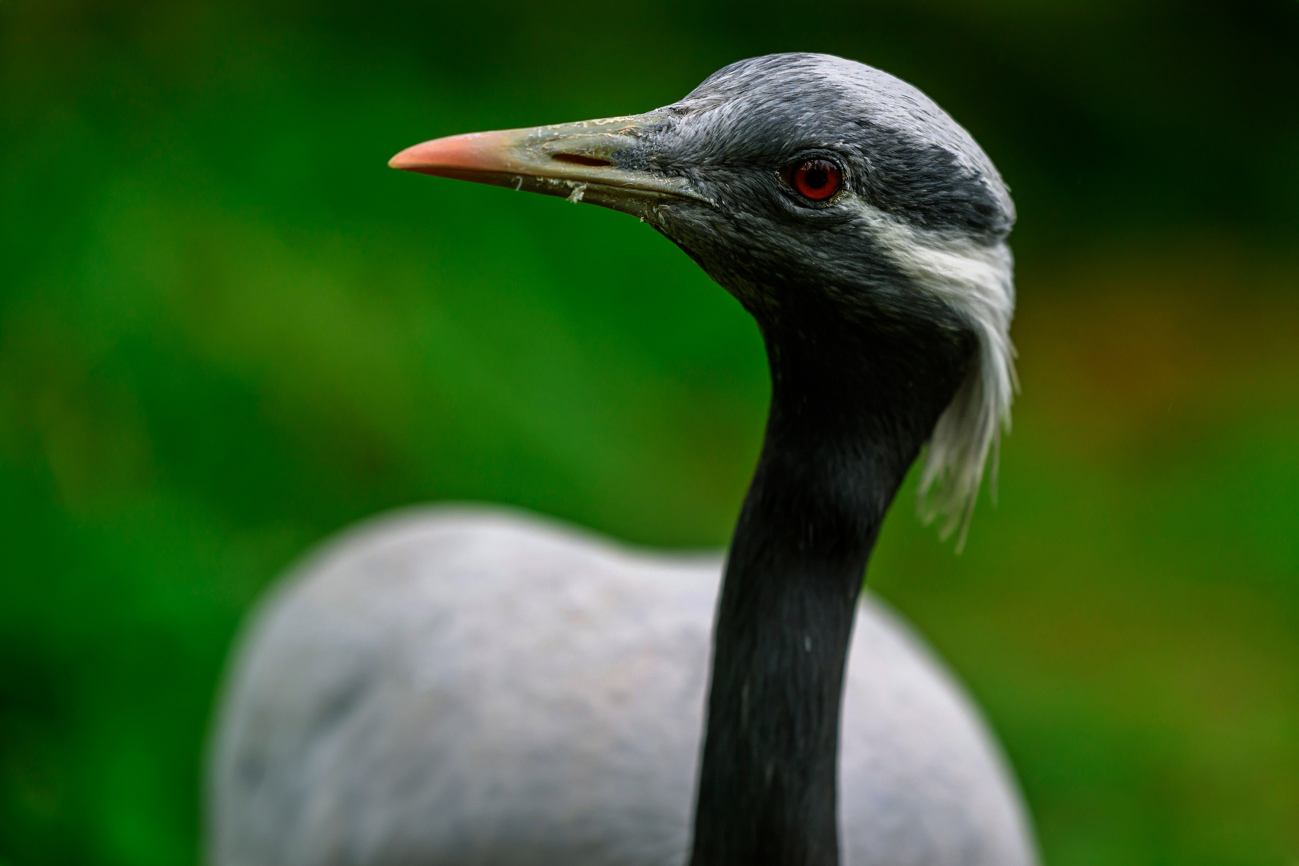 Красавки, цапли, утки: Парк Ближняя дача. Wildlife photography by Sergey Puponin