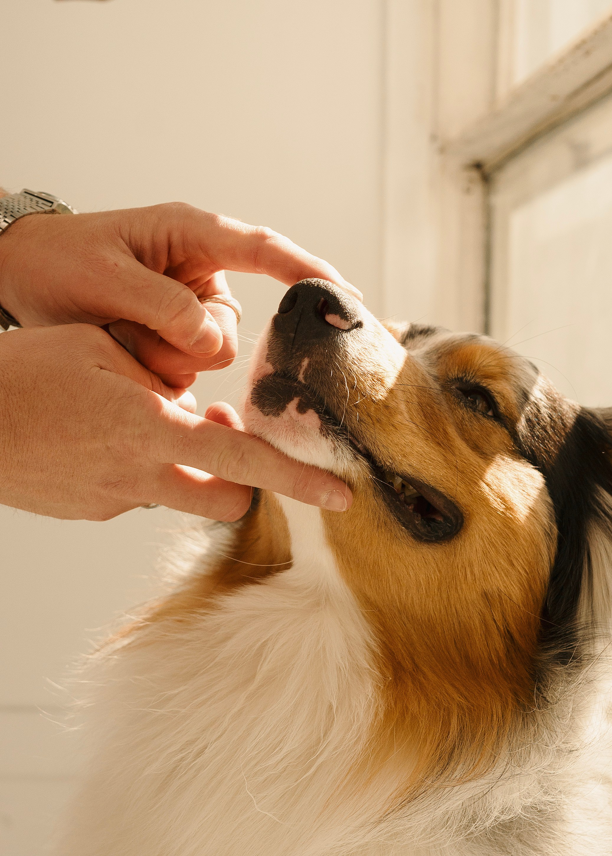 Зевс. Фотограф- анималист Александра Матвеева