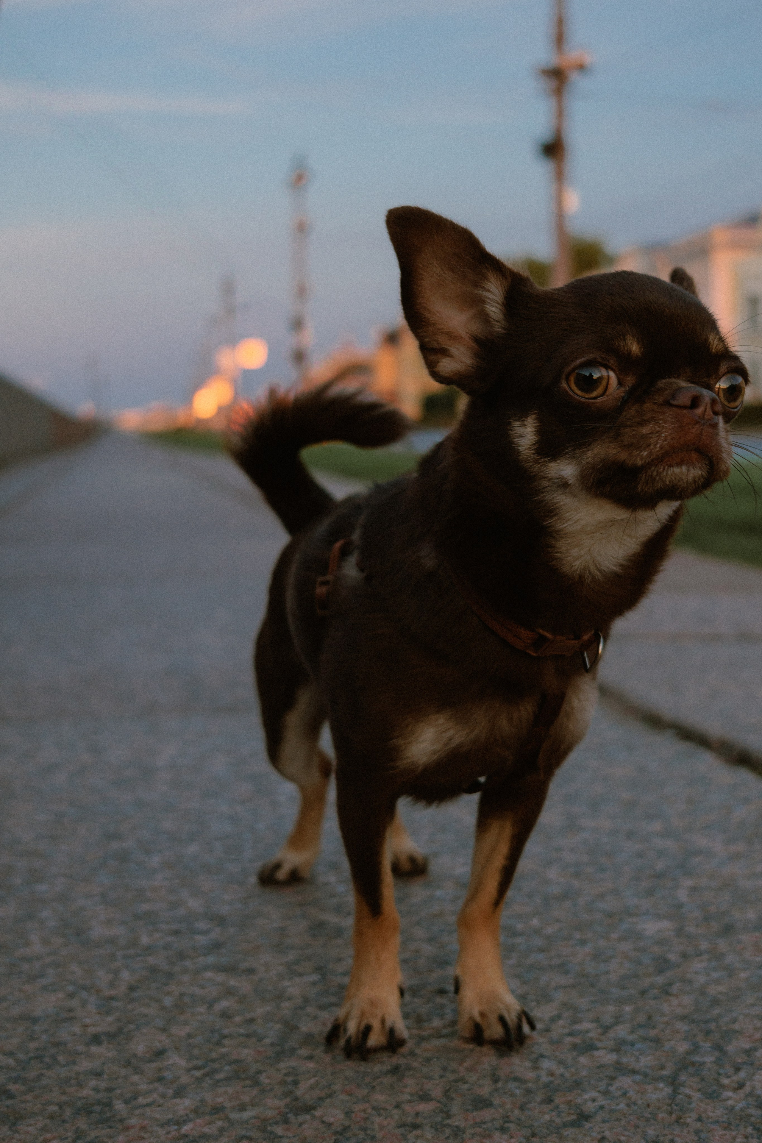 Анна и Хиппи. Фотограф в Санкт-Петербурге Алёна Губинская