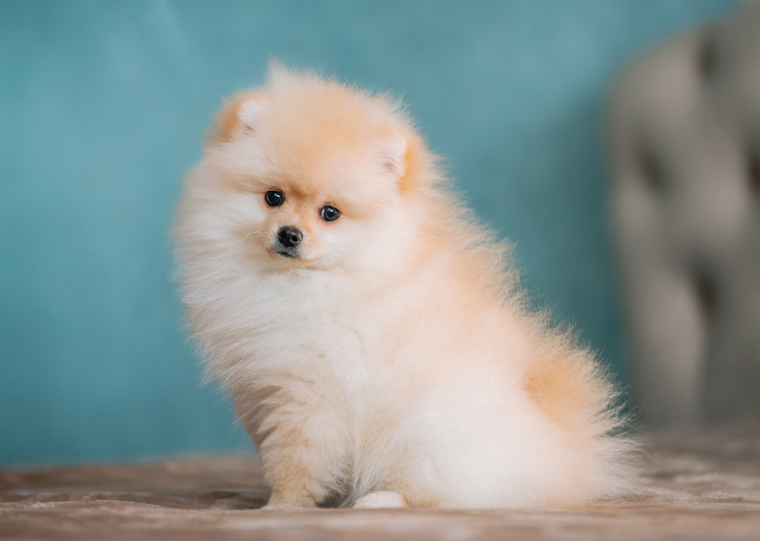 Шпицы дома. Главная