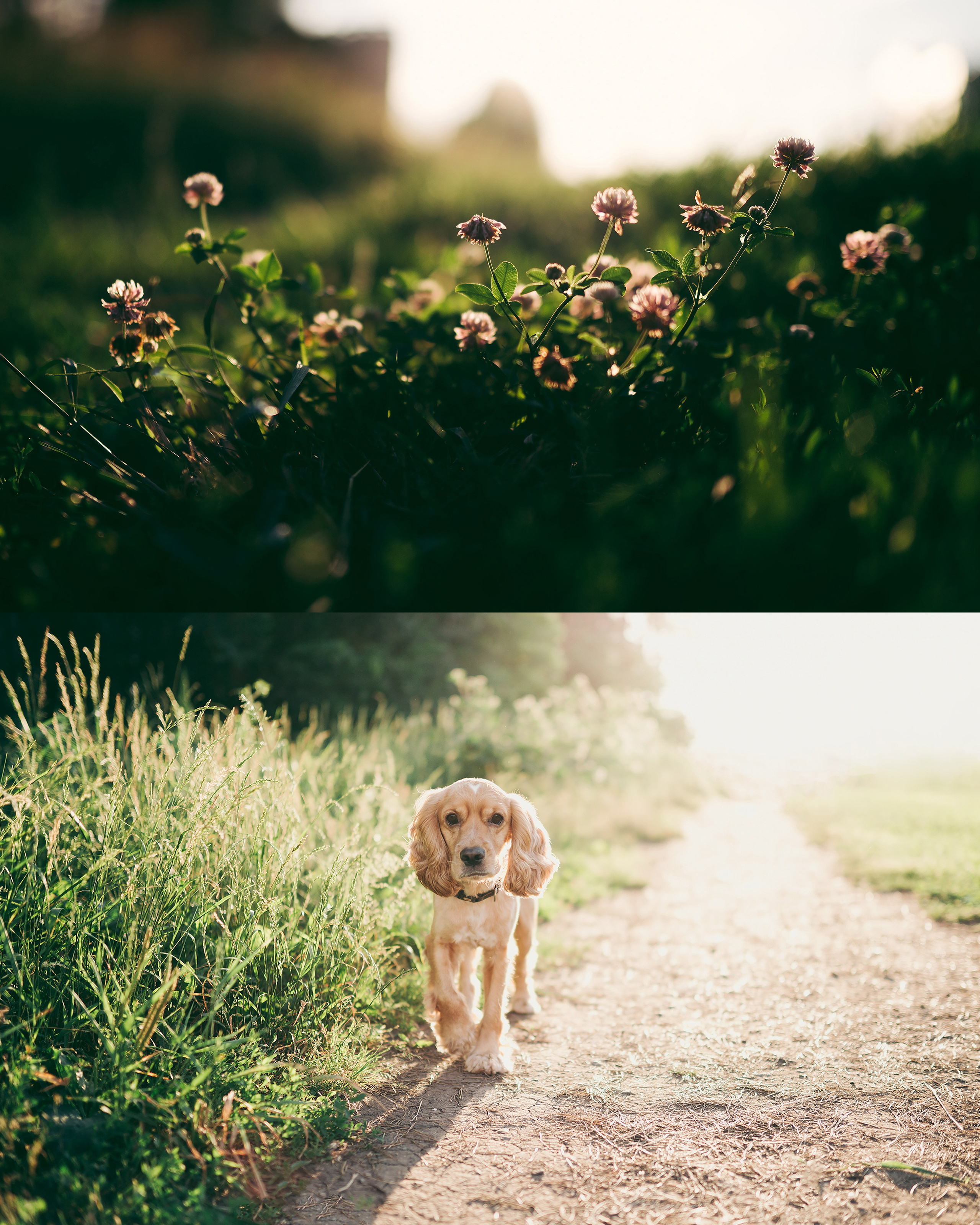 Прогулка на закате. Фотограф Владимир Орлов