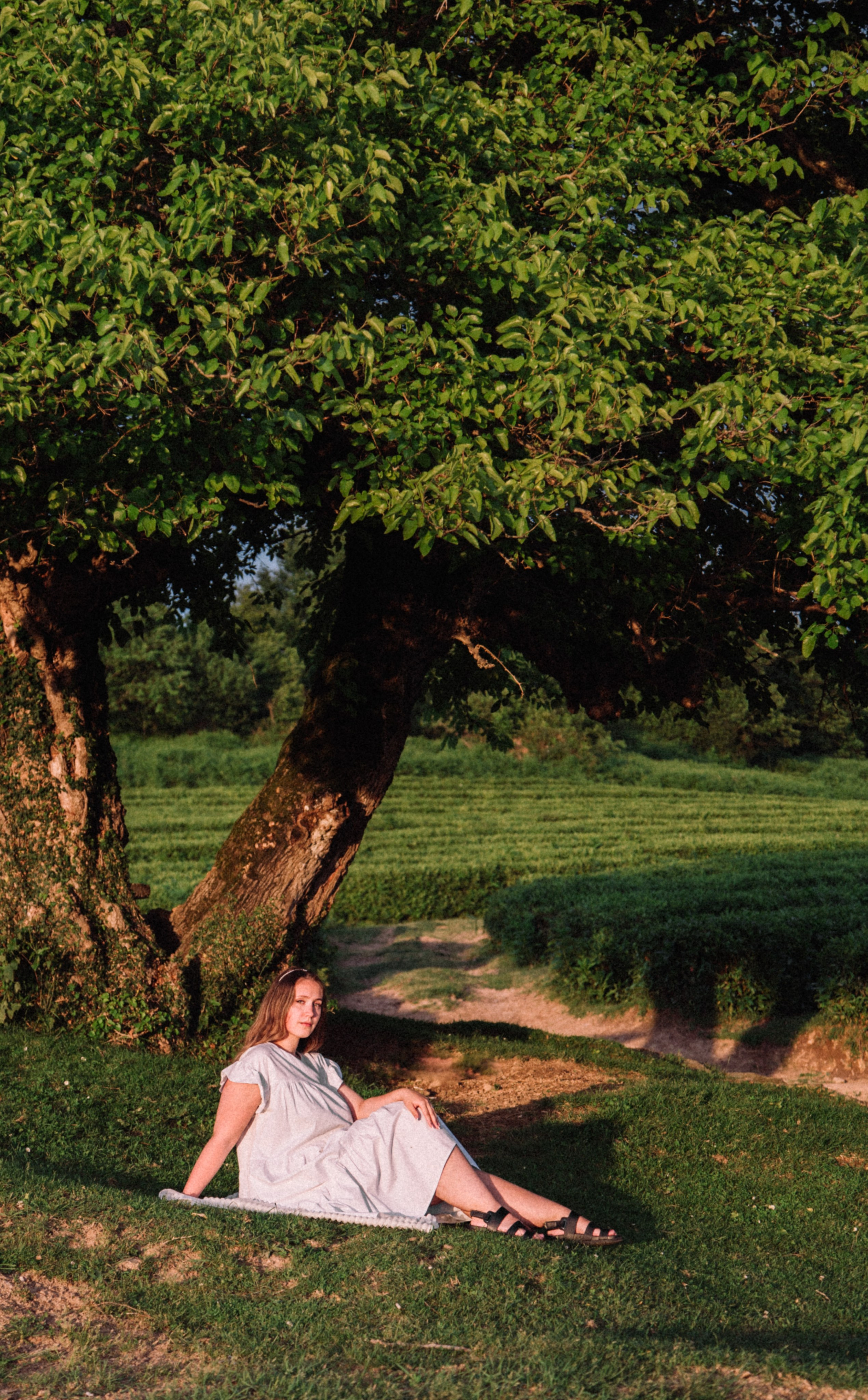 Чайные плантации в Лоо. Семейный фотограф в Сочи, Лоо, Дагомысе, Вардане Кучумова Олеся
