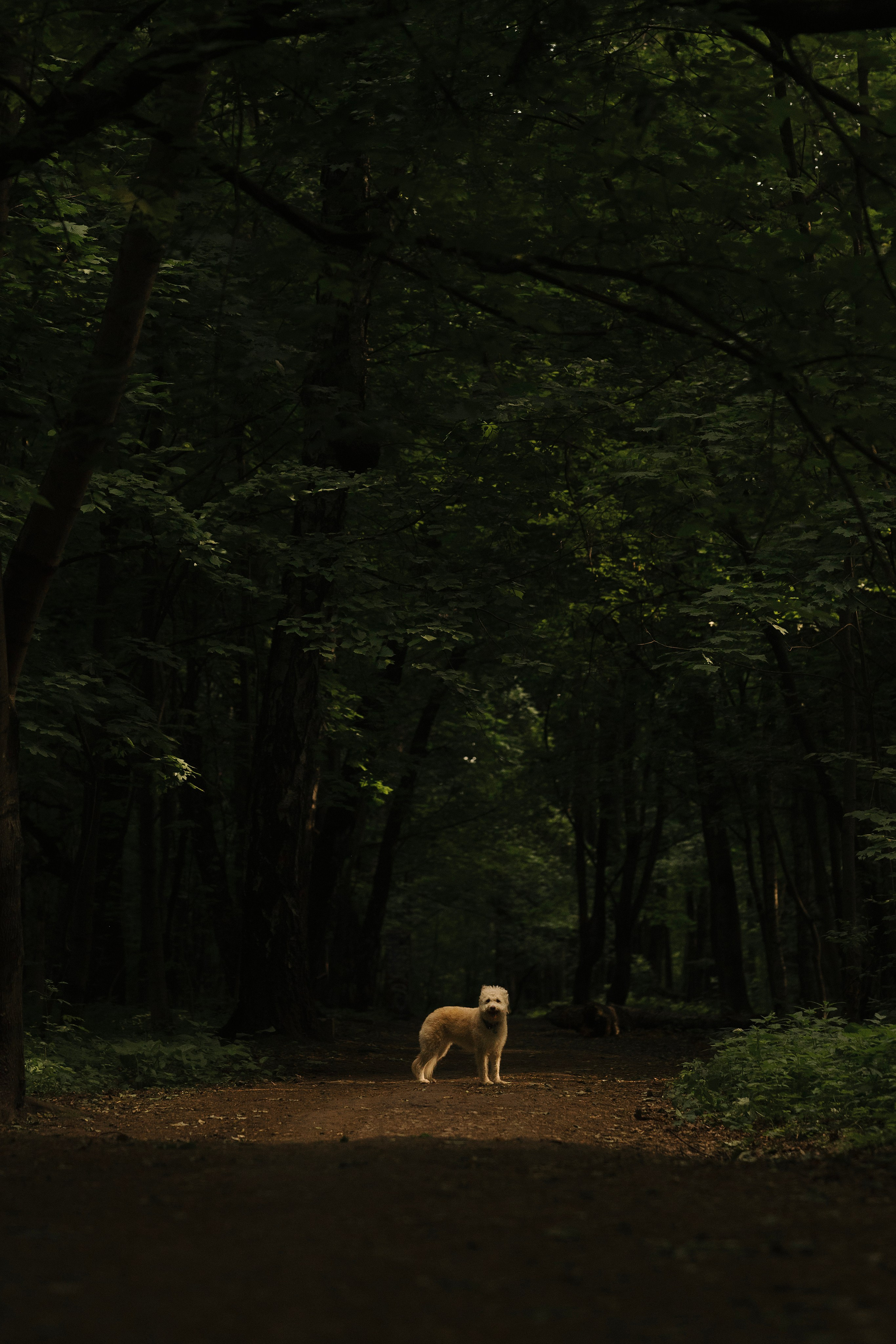 Акиро и Йоши. Фотограф- анималист Александра Матвеева