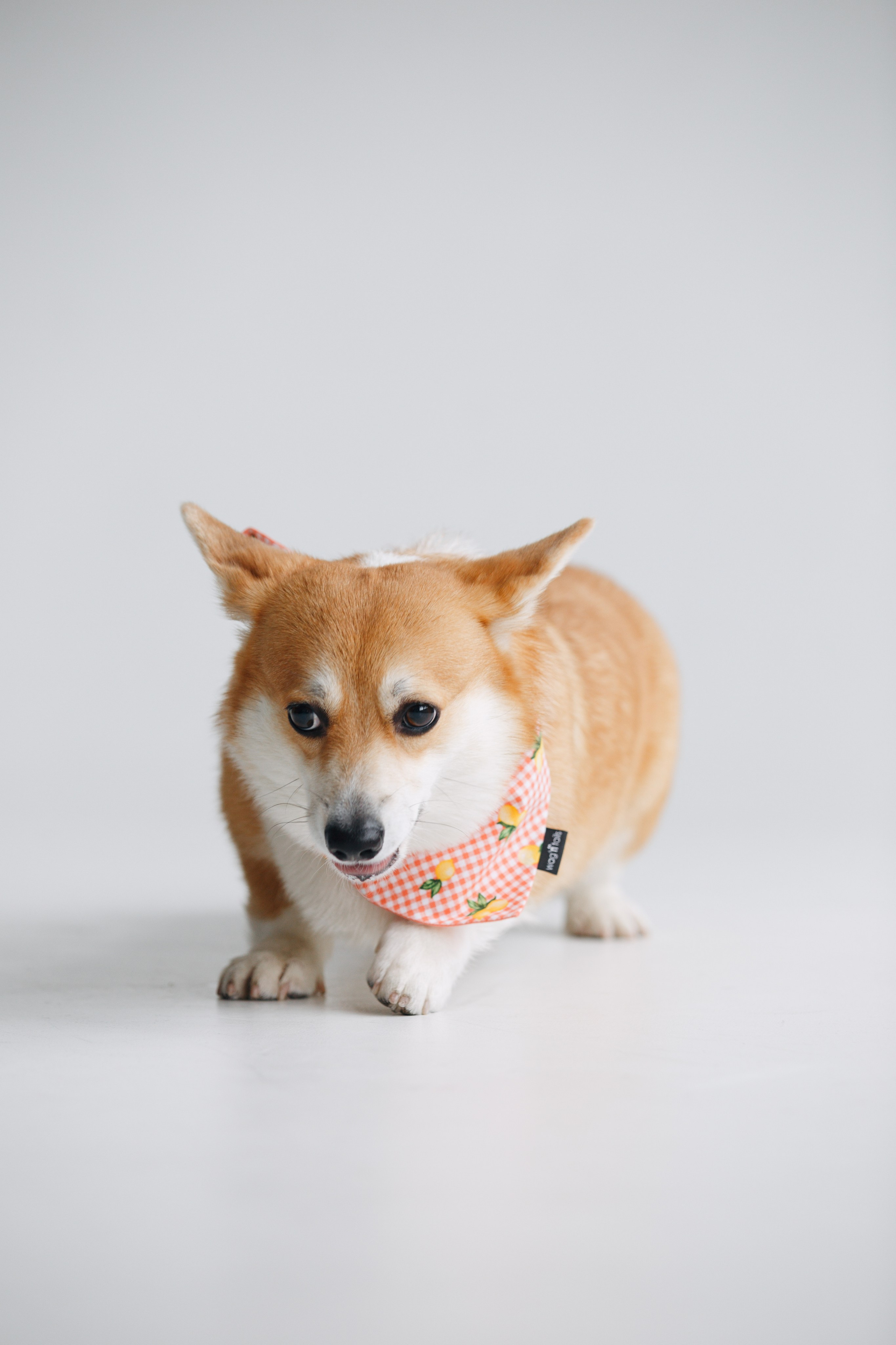 Wag'n'tails аксессуары для животных. Фотограф анималист Кристина Карпова, Москва