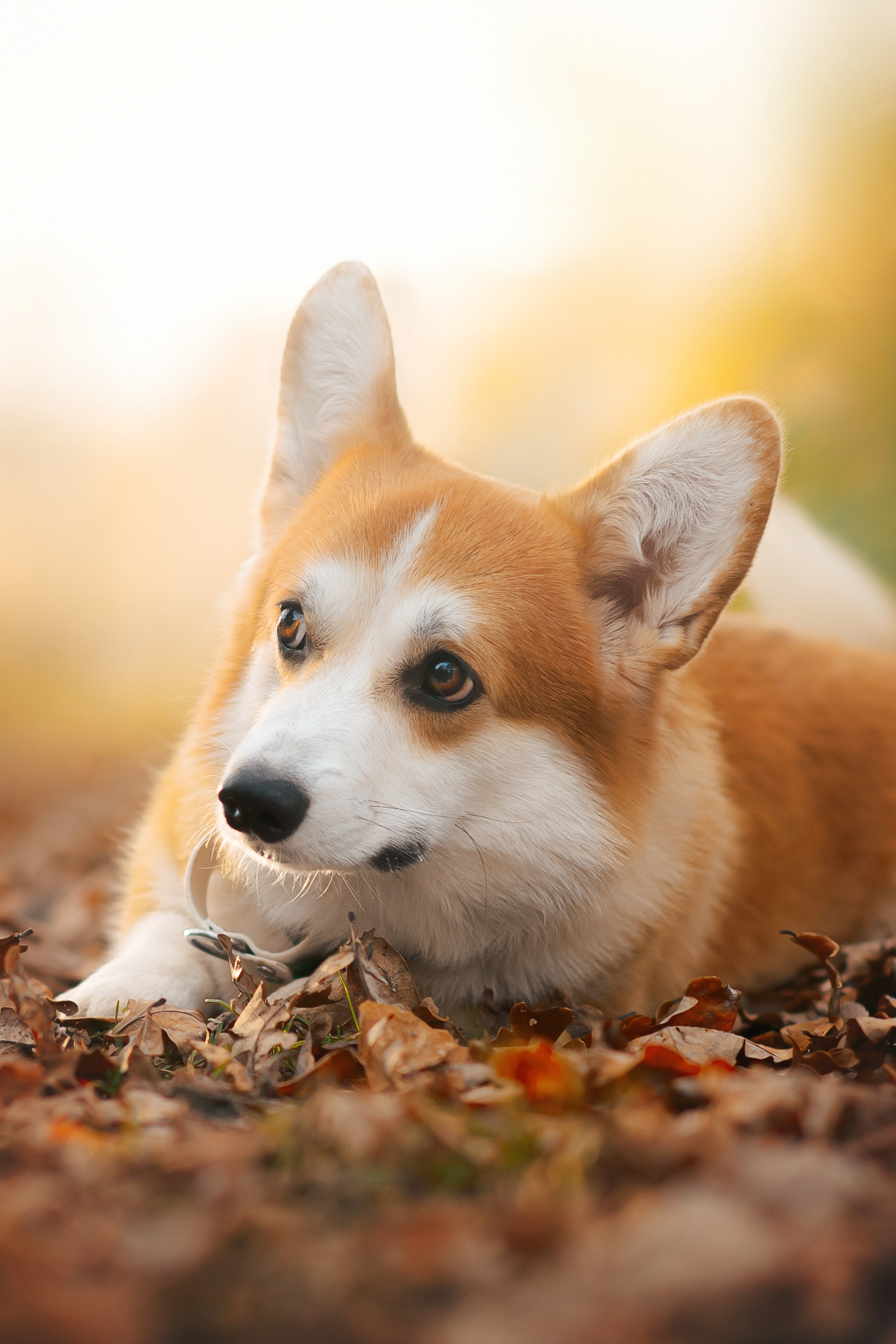 Максим, Надя, Рой и Шелби — 13.10.2024. Фотограф — Анималист | Анна Абрамова