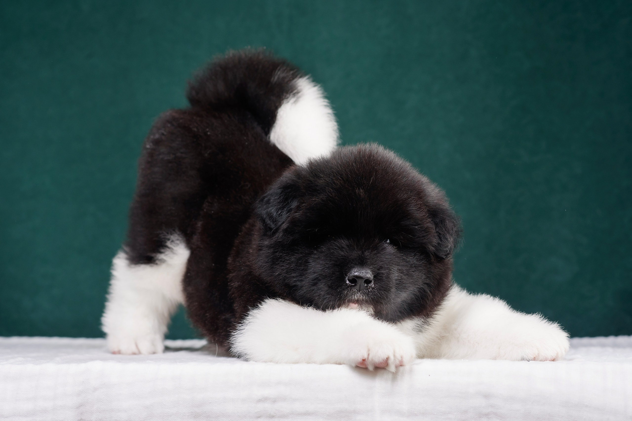 Щенки Американской Акиты. Фотограф — Анималист | Анна Абрамова