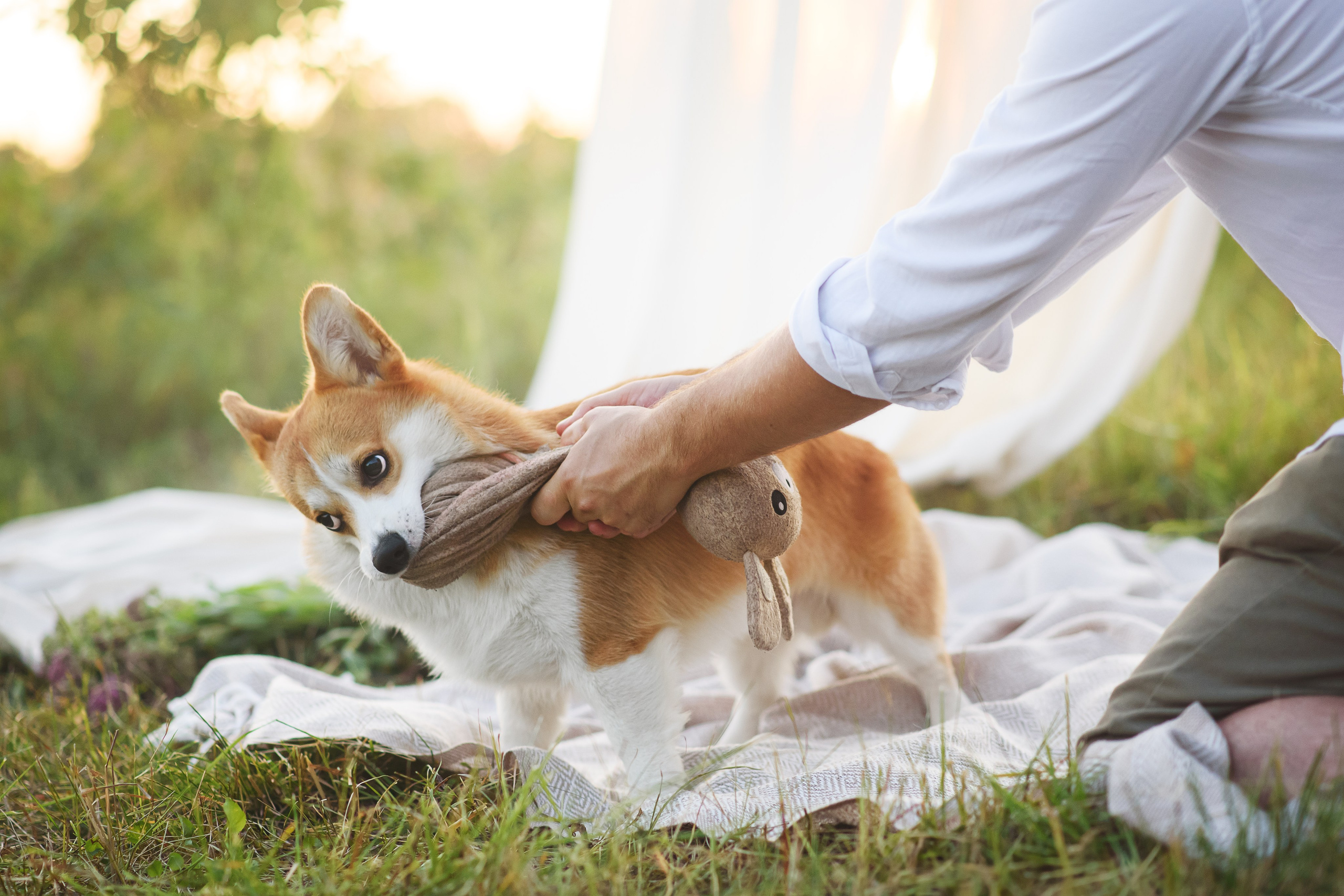 Сережа, Вика и Феня — 25.07.2024. Фотограф — Анималист | Анна Абрамова