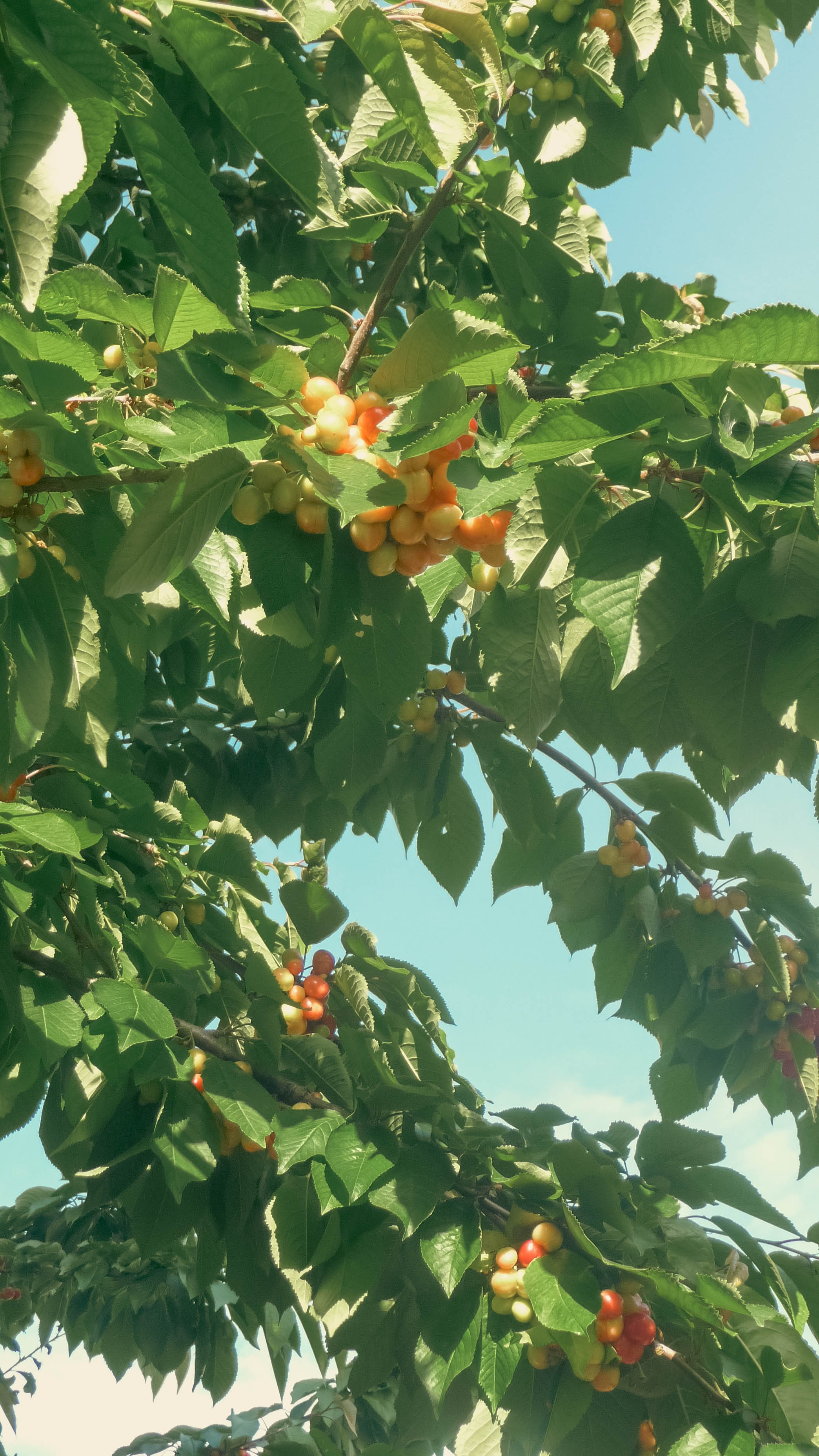 Майская Кубань. Фотограф Анастасия Лощакова в Москве