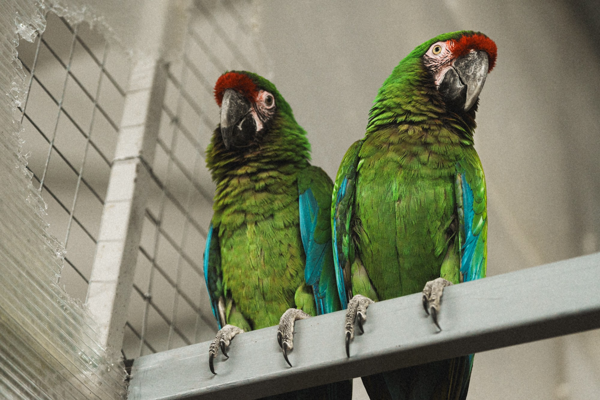 Карельский зоопарк. Zekons. Фото, видео, нейросети