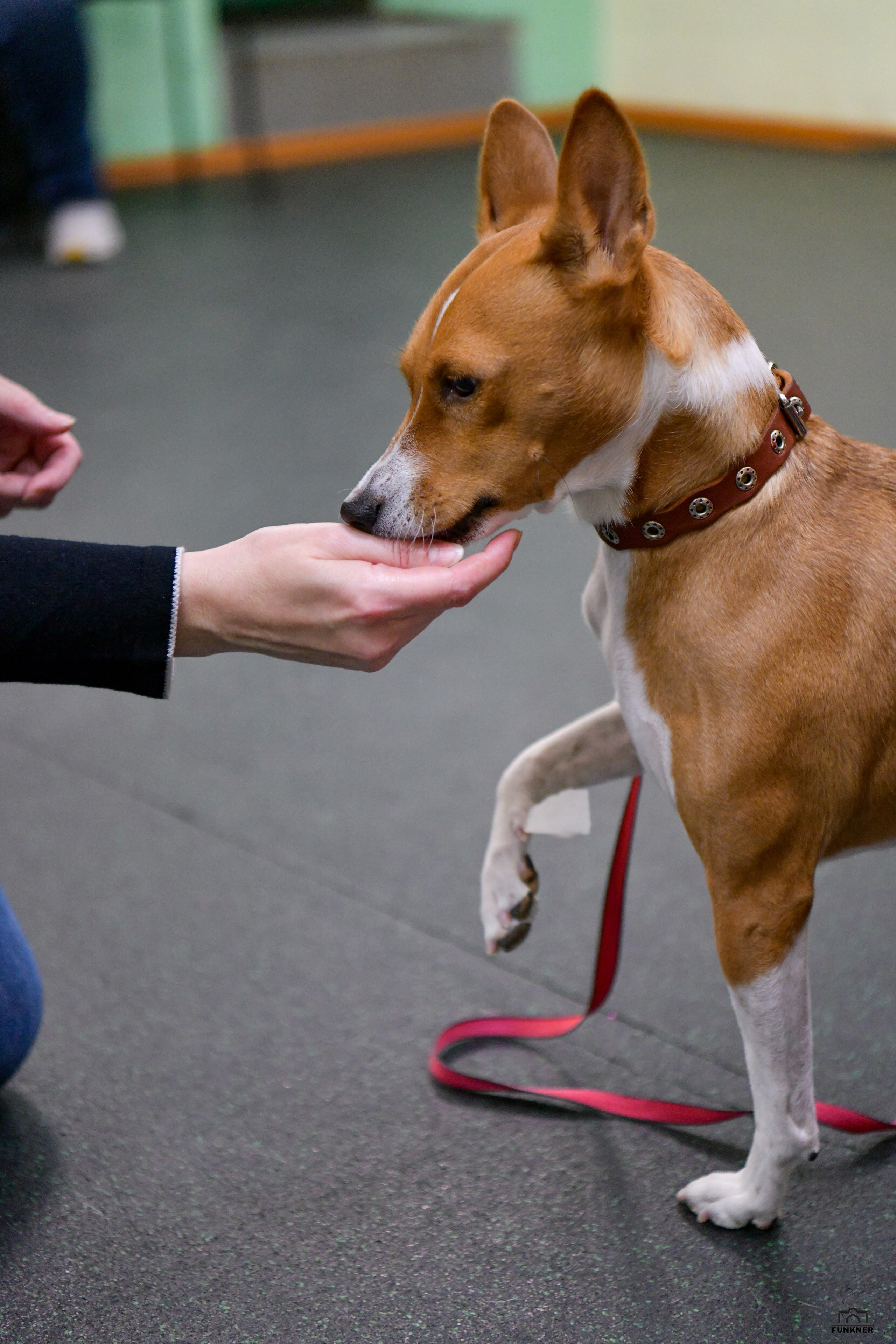 Кинологический клуб «Бодрый хвост». Свой взгляд через объектив
