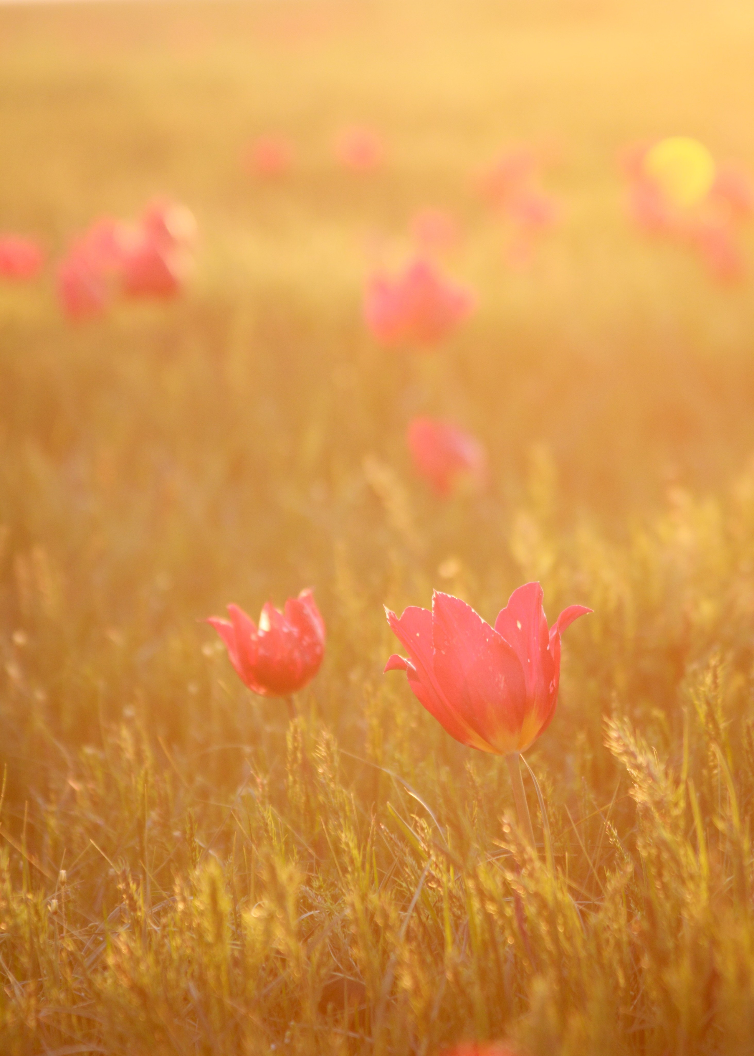Тюльпаны на закате