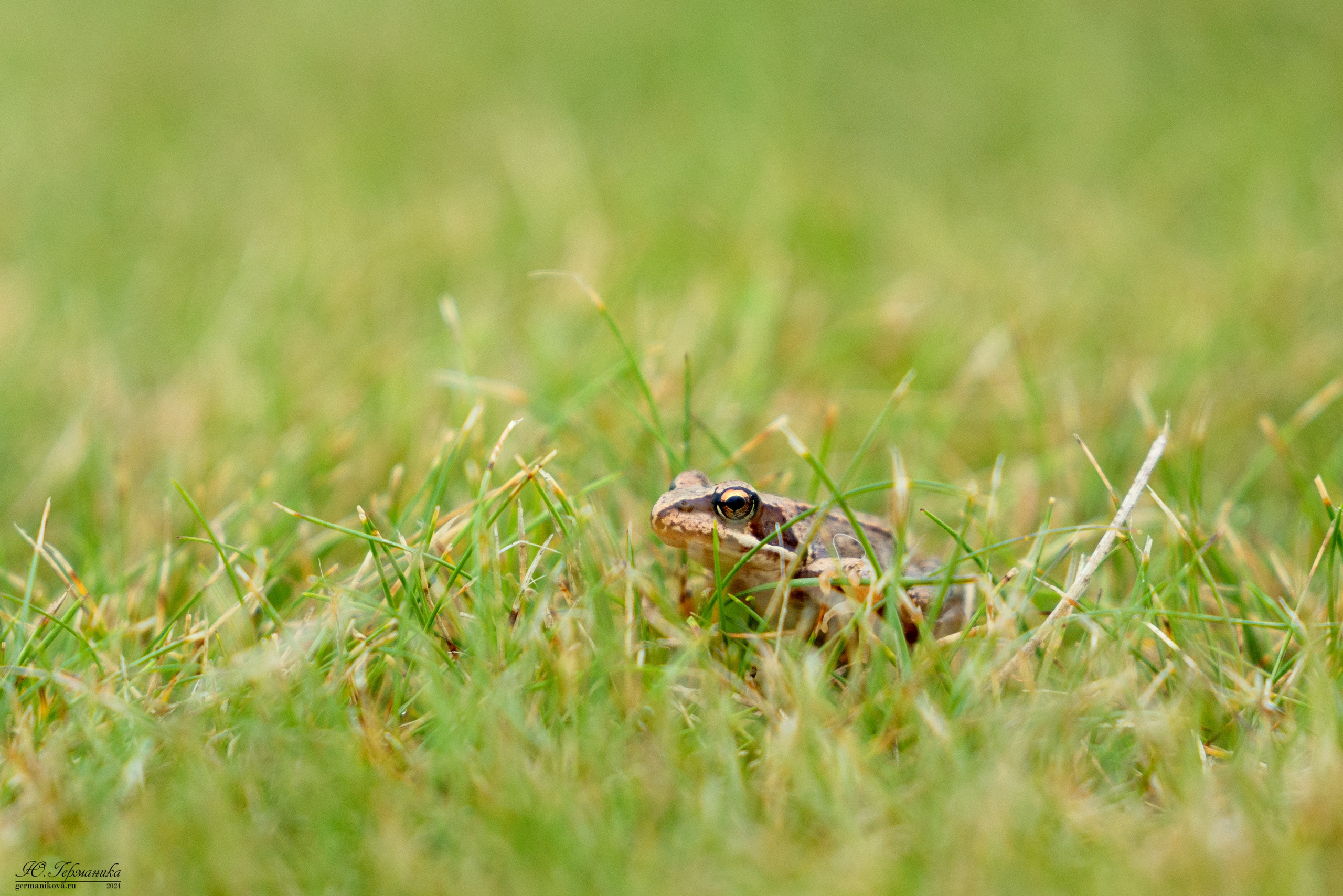 Ярославль 21.07.24 и Балашиха 13.07.24. Фотограф-анималист Юлия Германика