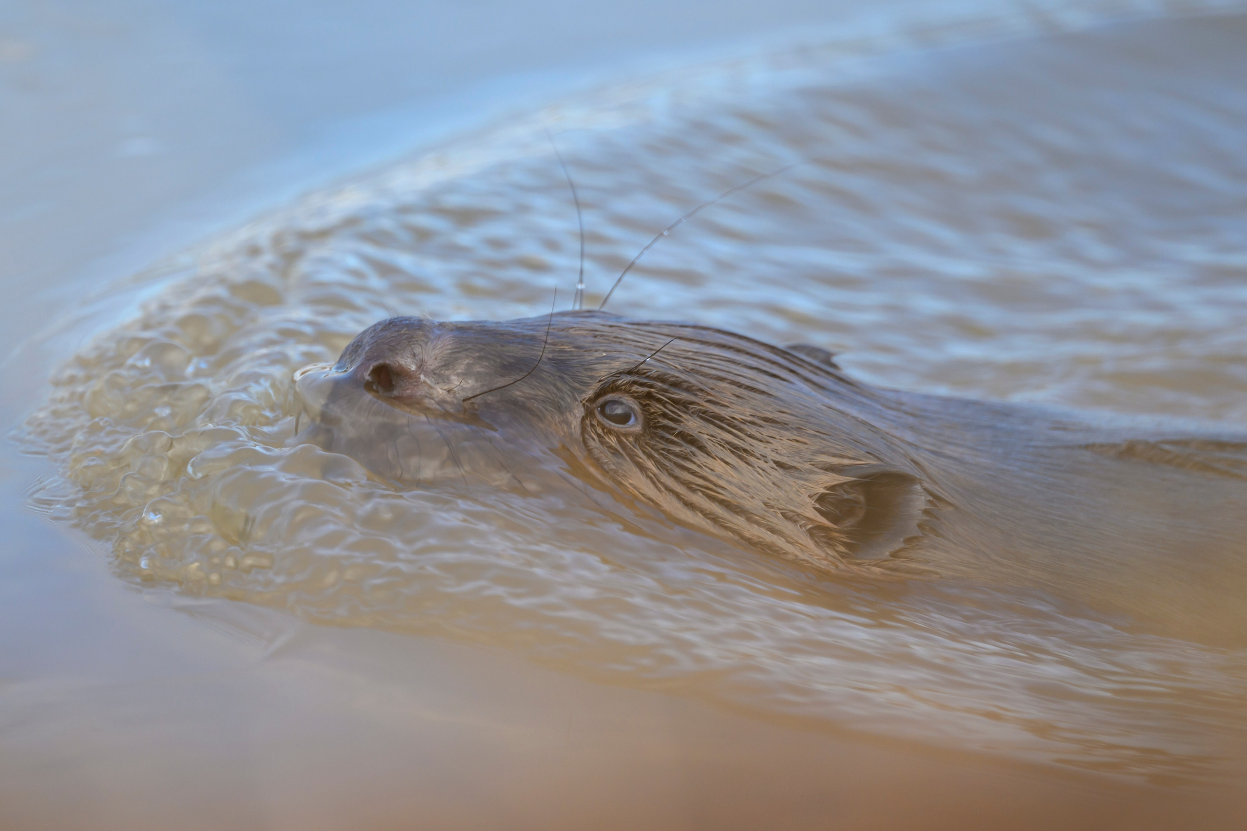 Бобер и ондатра. Wildlife photography by Sergey Puponin