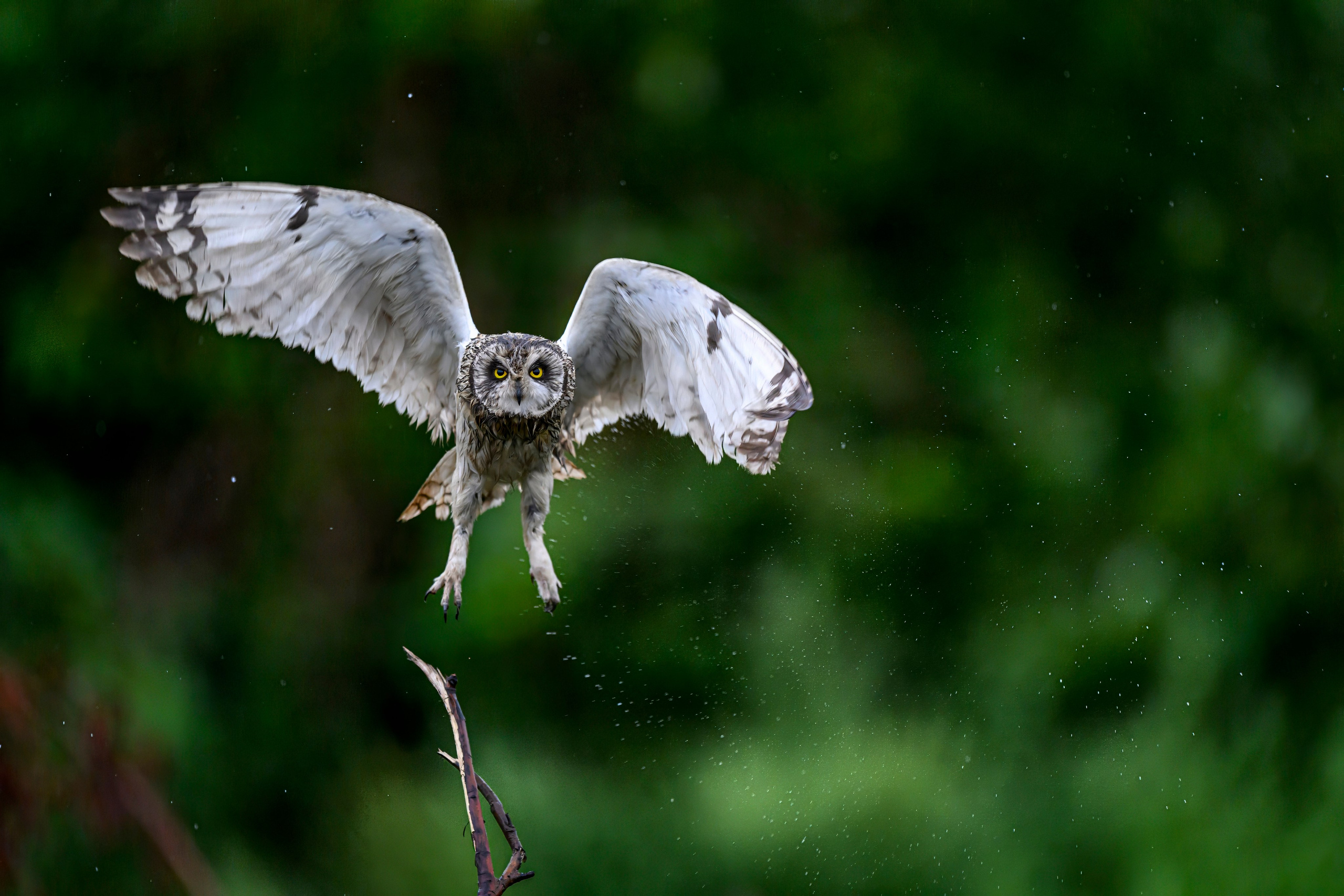Сова и брызги. Owl and splashes. Фотограф Сергей Пупонин