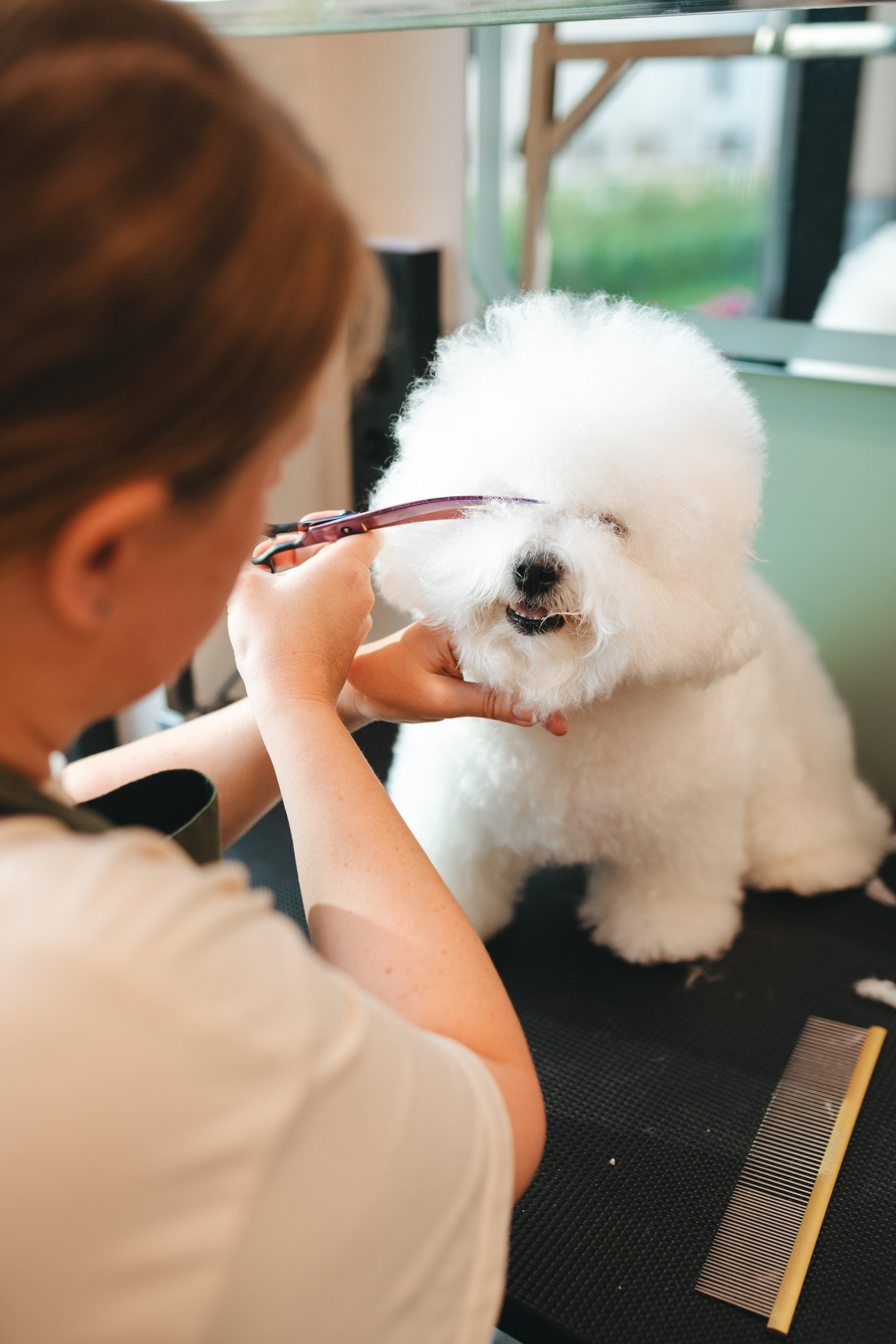 Груминг — салон. Фотограф анималист Осипчикова Мария