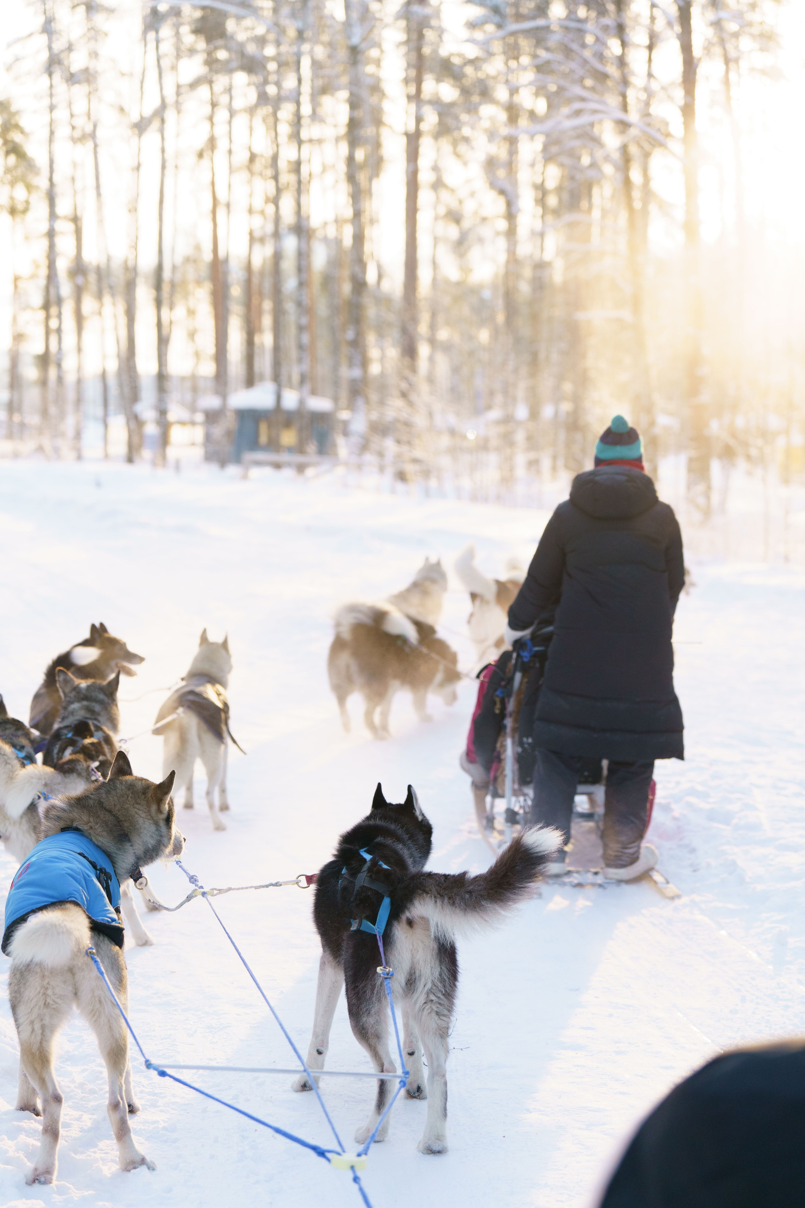 Катания на упряжке. Фотограф-анималист в Санкт-Петербурге