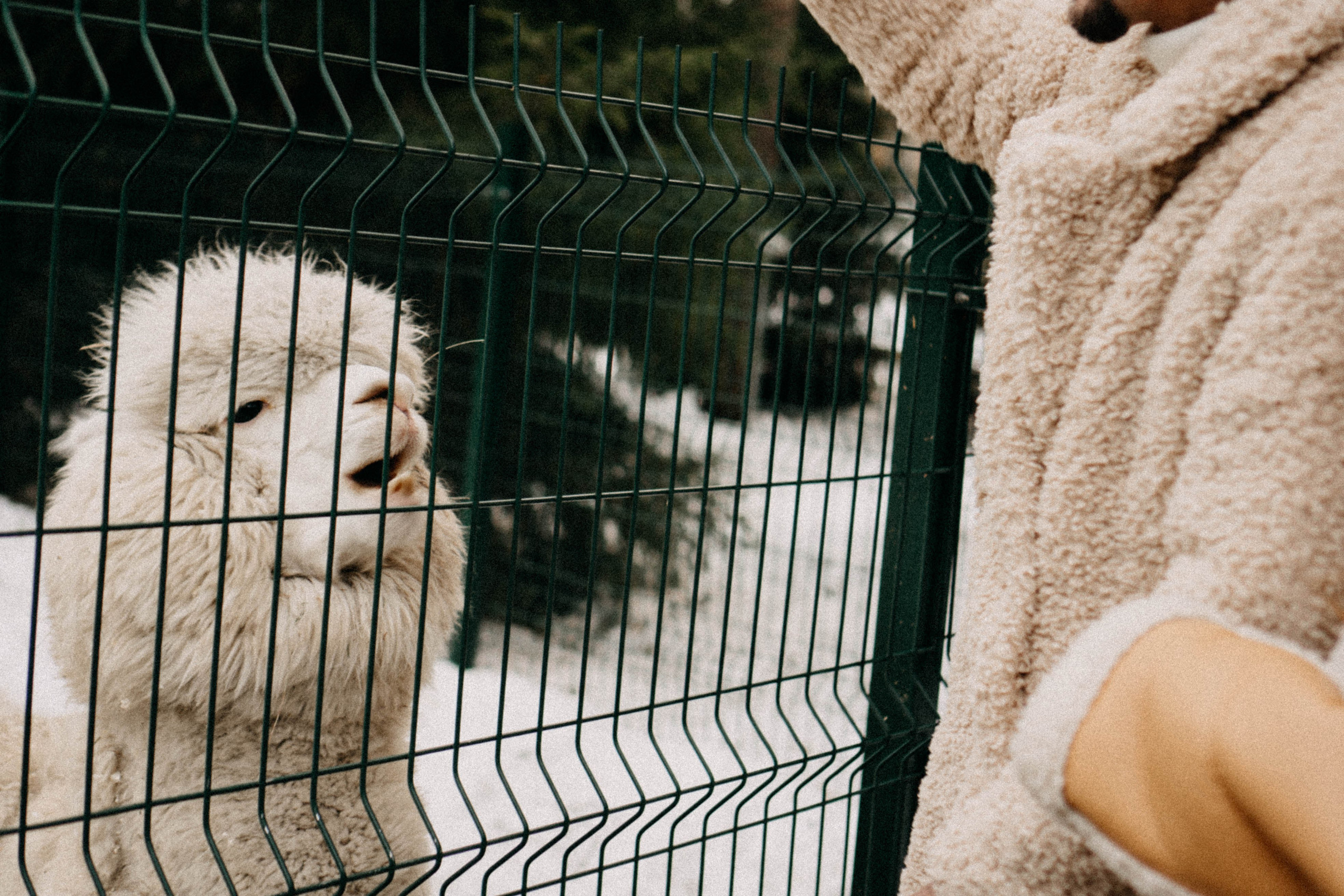 Каток. Профессиональный фотограф, Санкт-Петербург — Виктория Богомолова