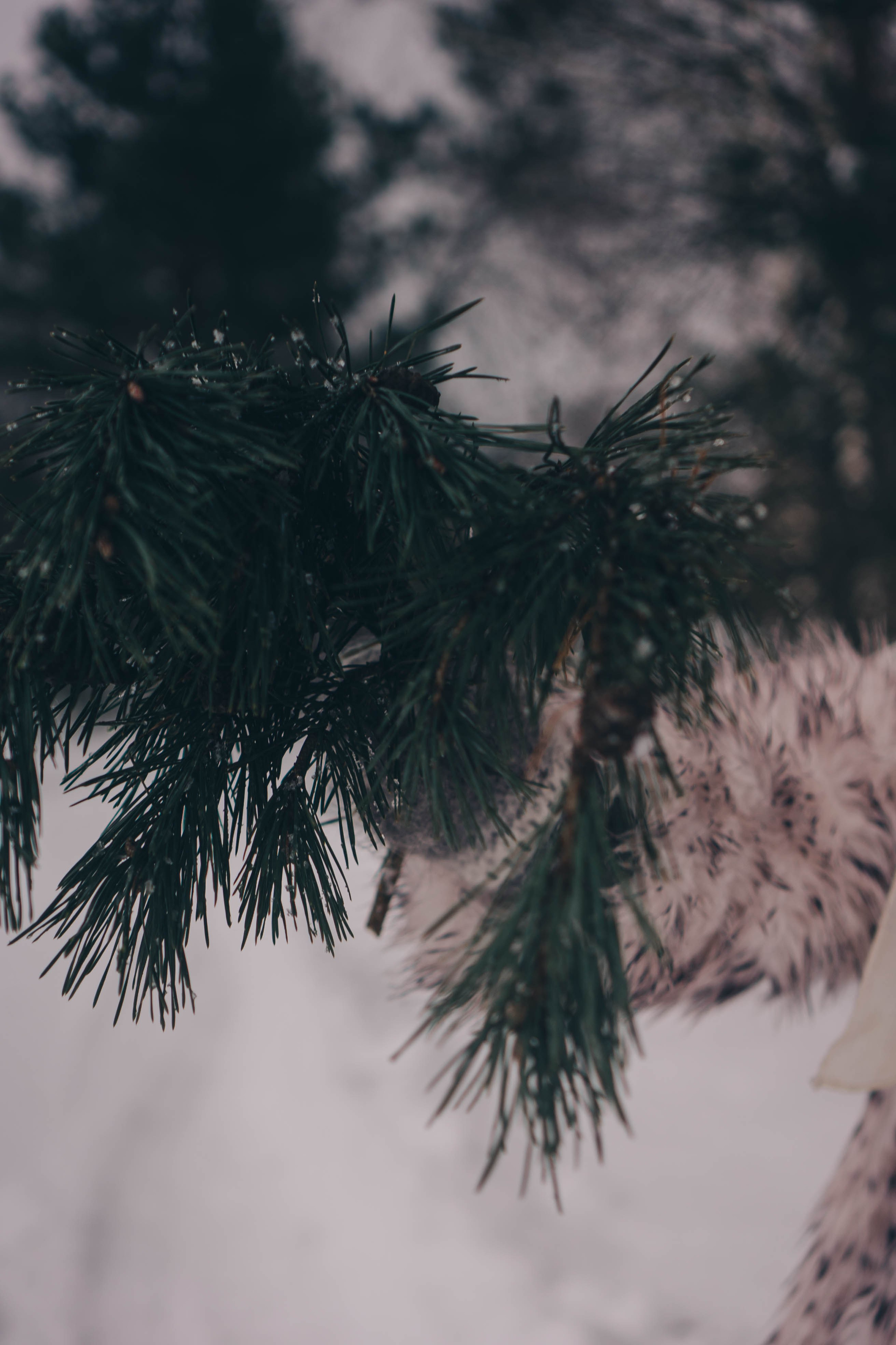 Деревня. Профессиональный фотограф, Санкт-Петербург — Виктория Богомолова