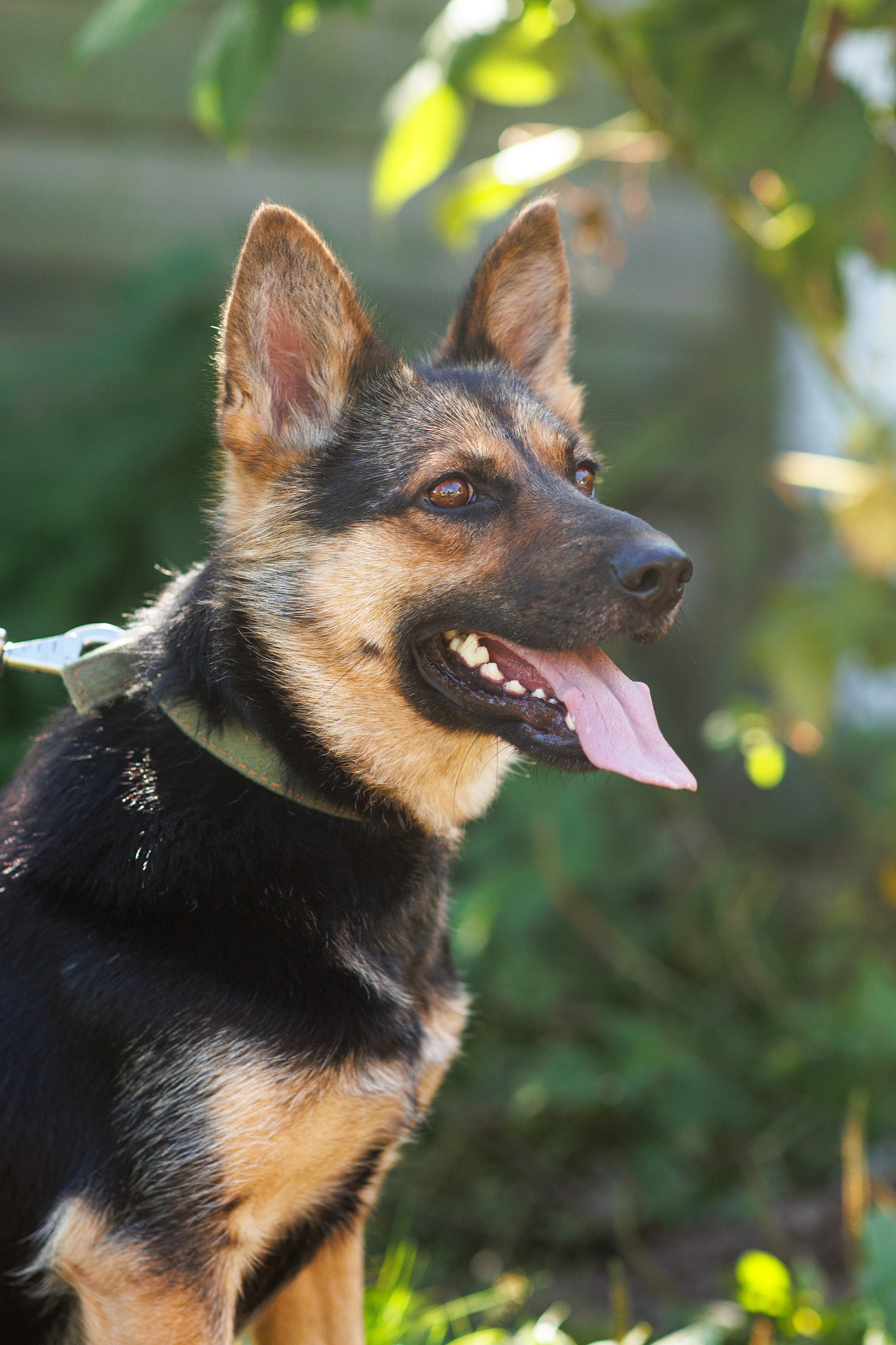 Животные. Фотограф в Твери и Москве Юлия Бахтамова