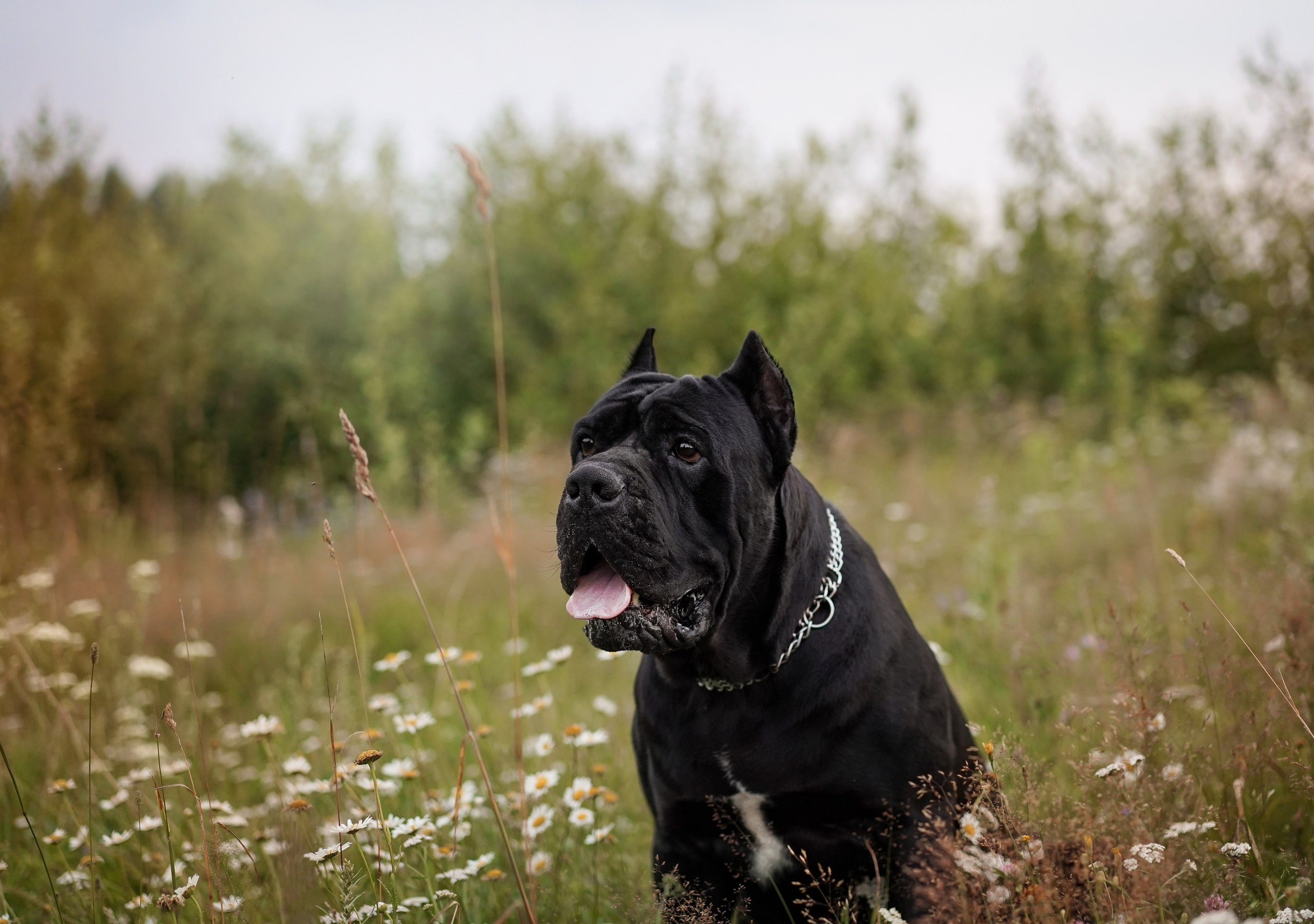 Юлия Костя и Виннер. Фотограф-анималист в Санкт-Петербурге Яна Мартынова