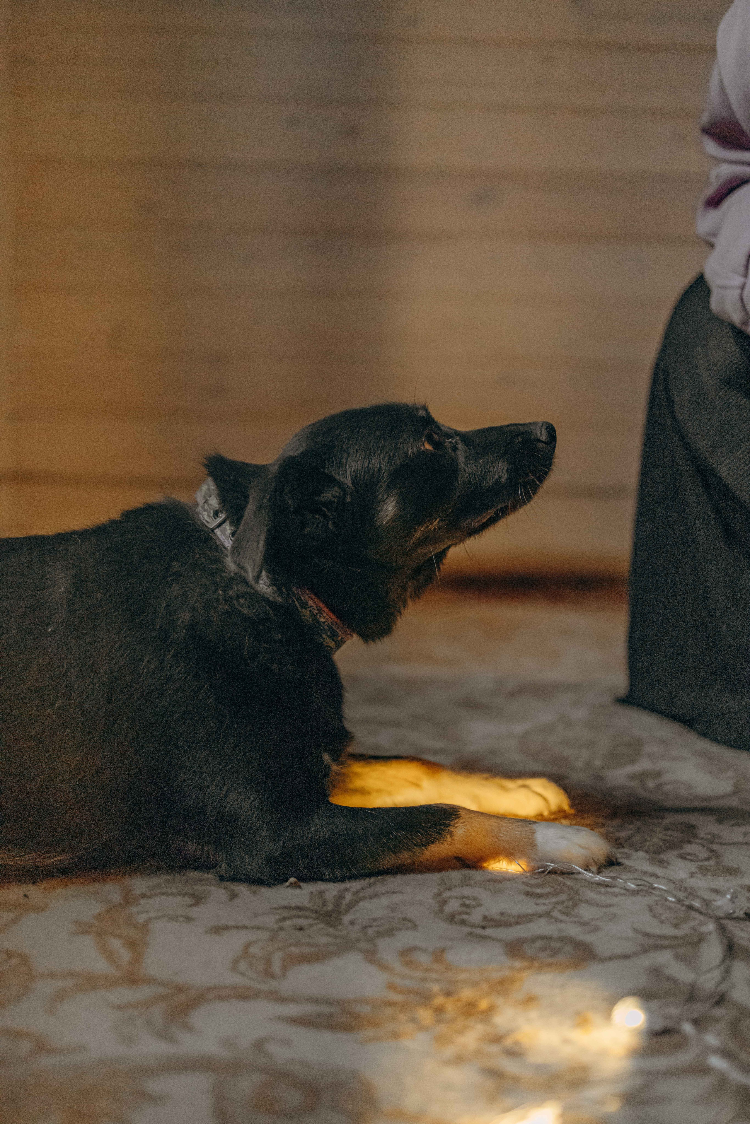 Передержка. Фотограф-анималист в Москве Лера Черноног