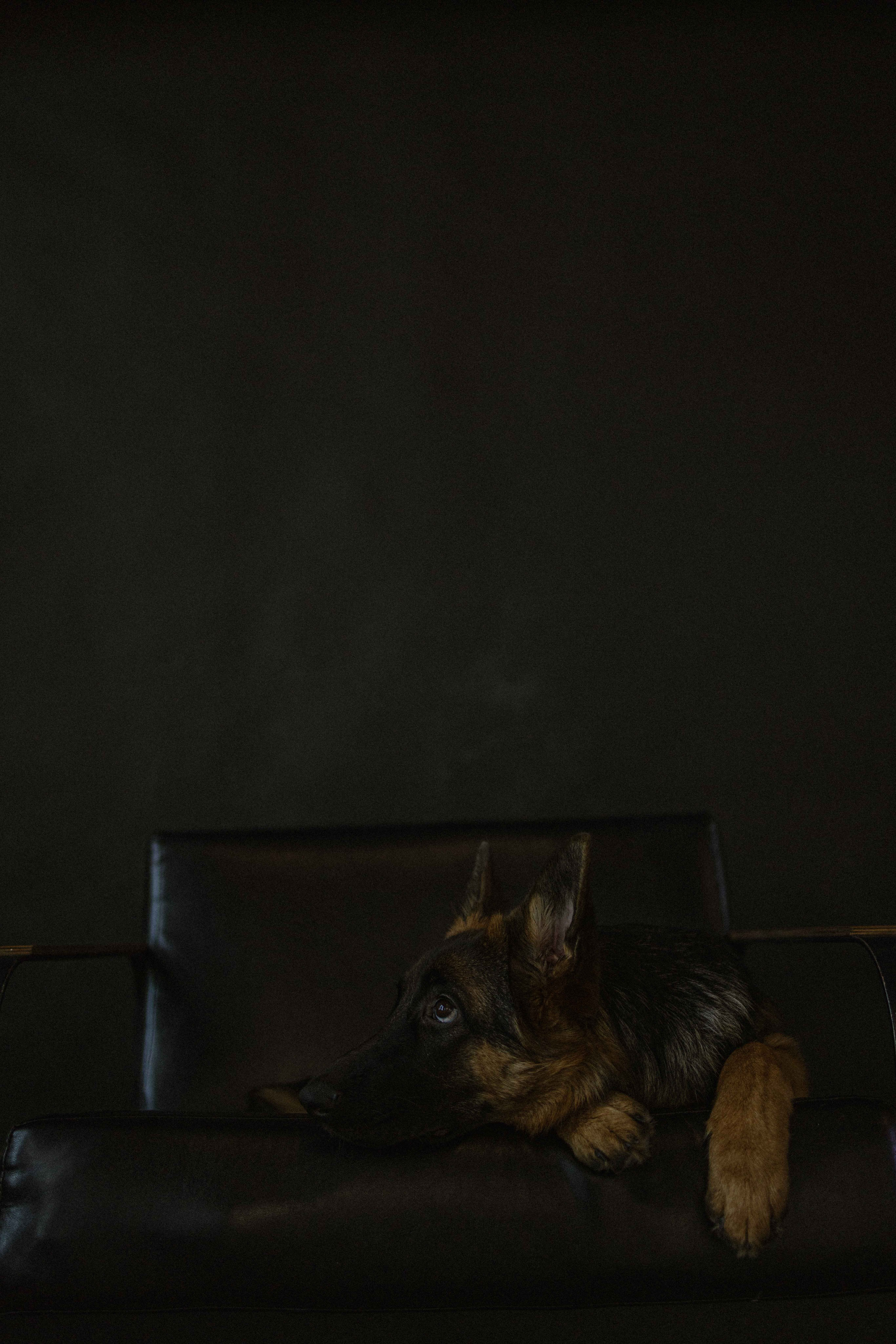 Ася и Буся. Фотограф-анималист в Москве Лера Черноног