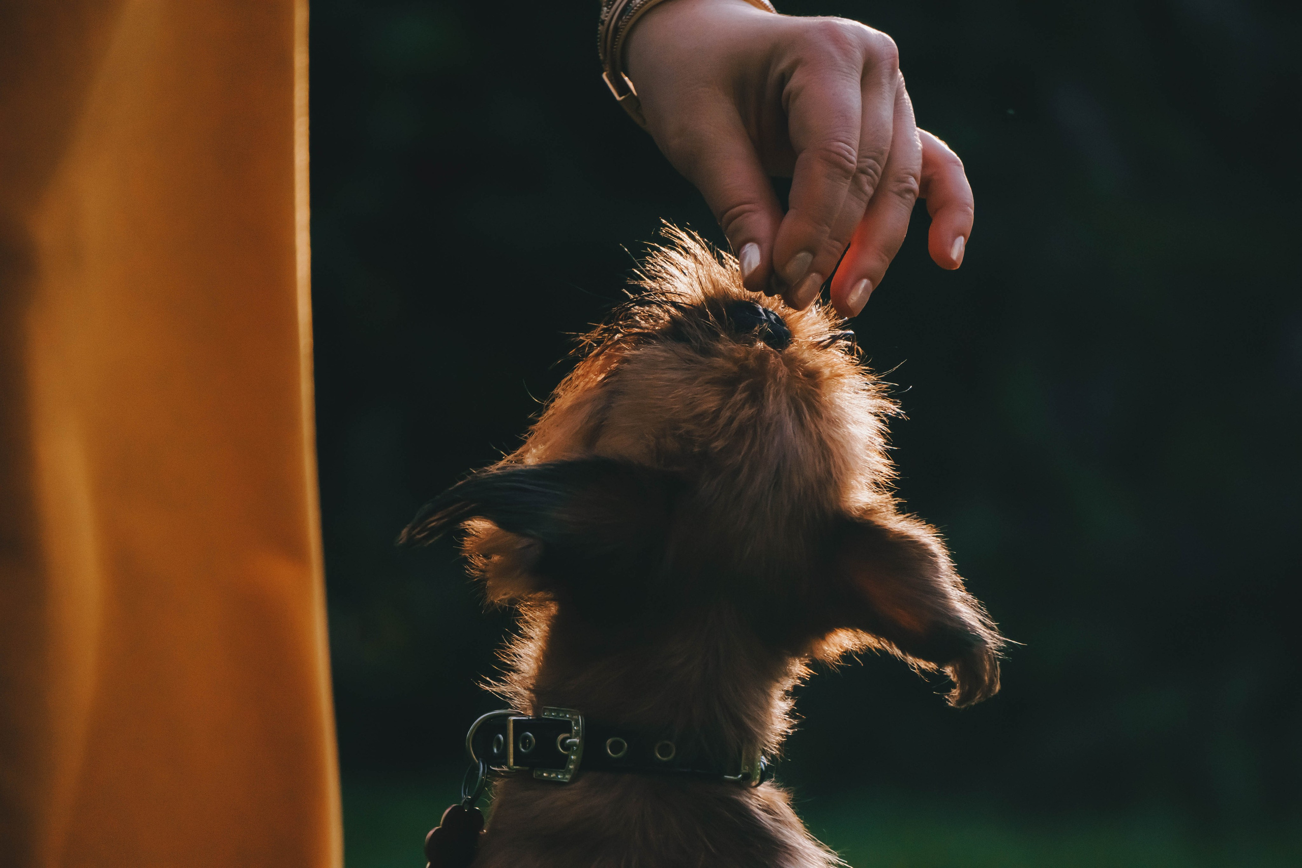 Мини-туса гриффоны и брабансоны. Фотограф-анималист Ксения Воробьева, Москва