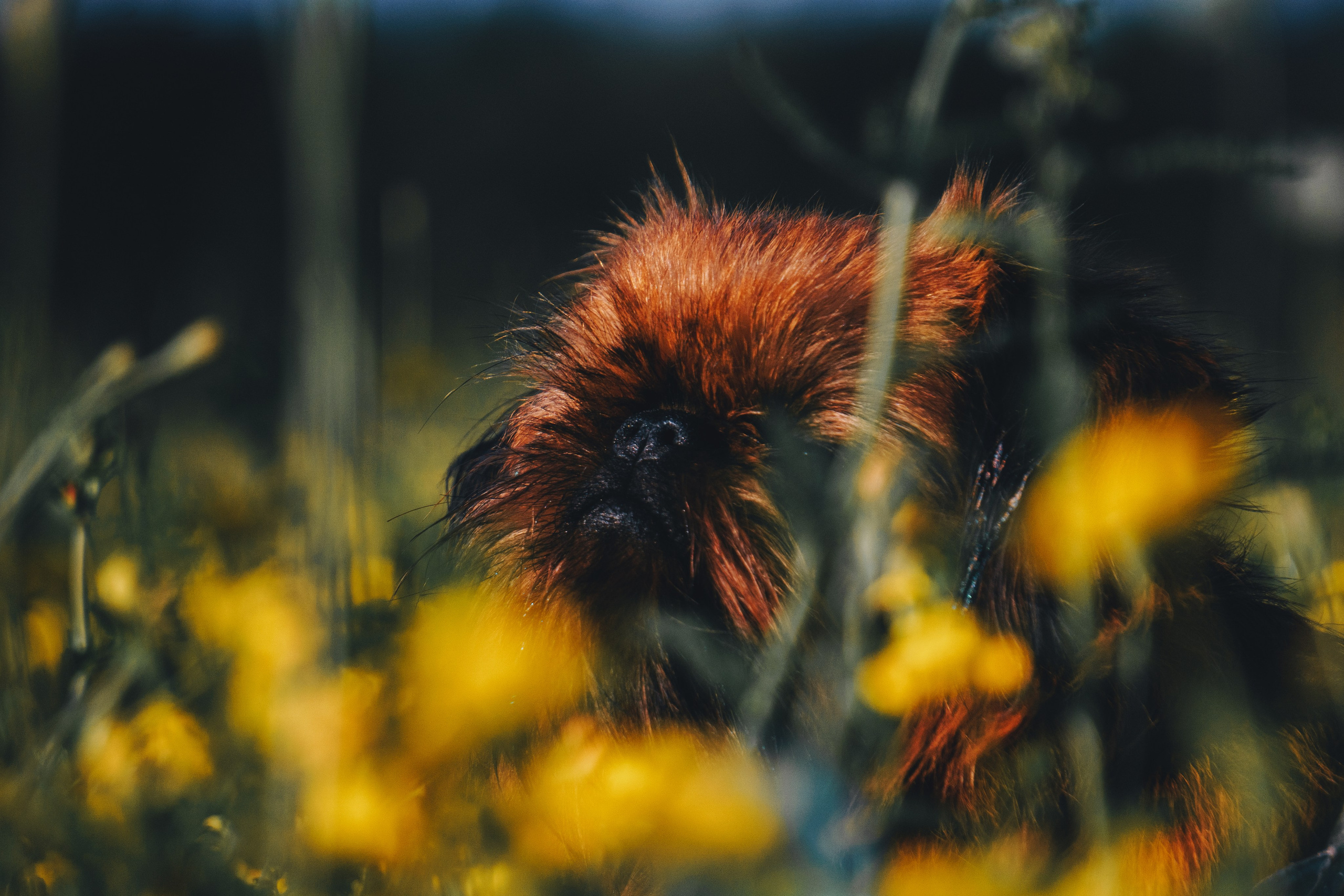 Катя и Яшма. Фотограф-анималист Ксения Воробьева, Москва