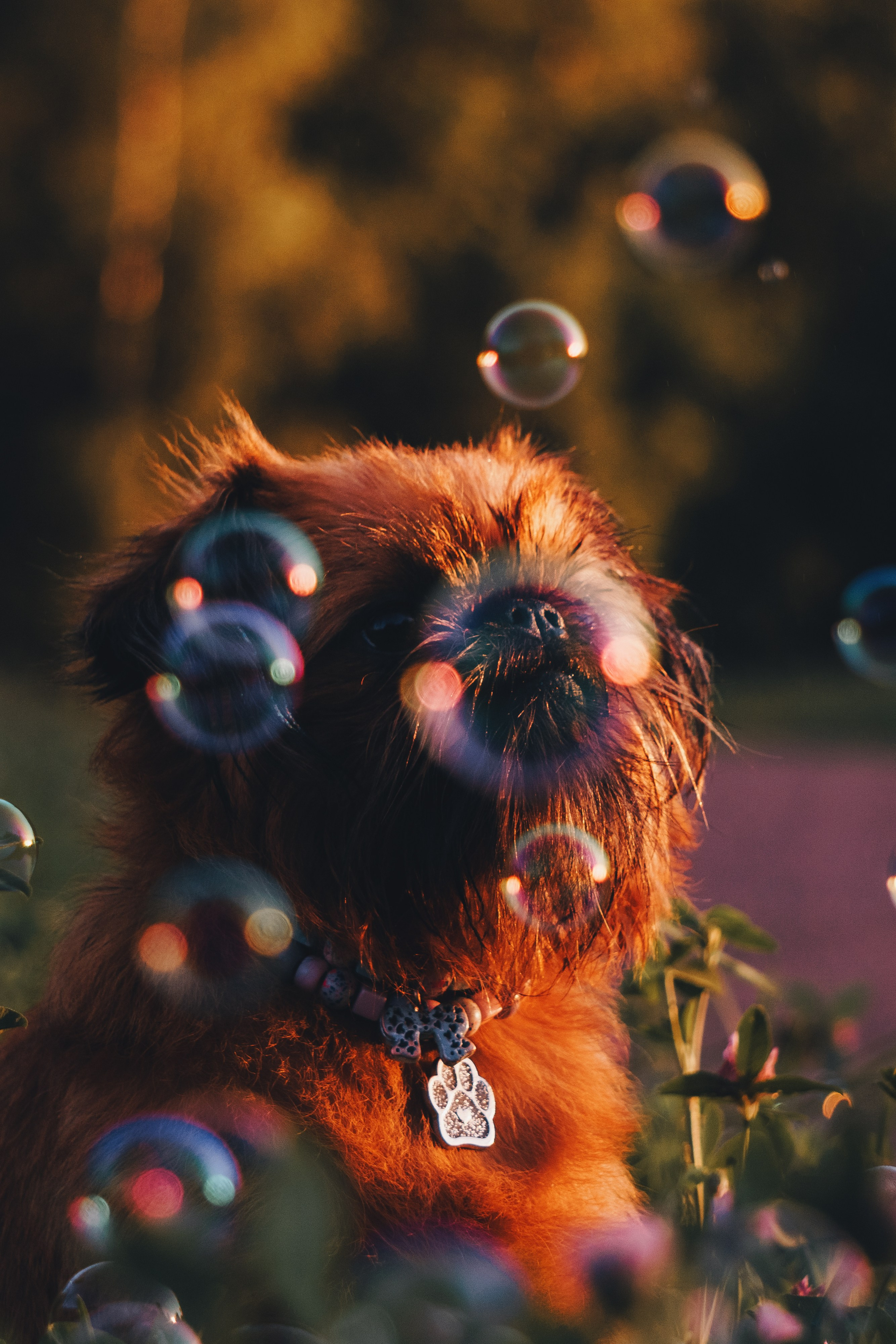 Катя и Яшма. Фотограф-анималист Ксения Воробьева, Москва