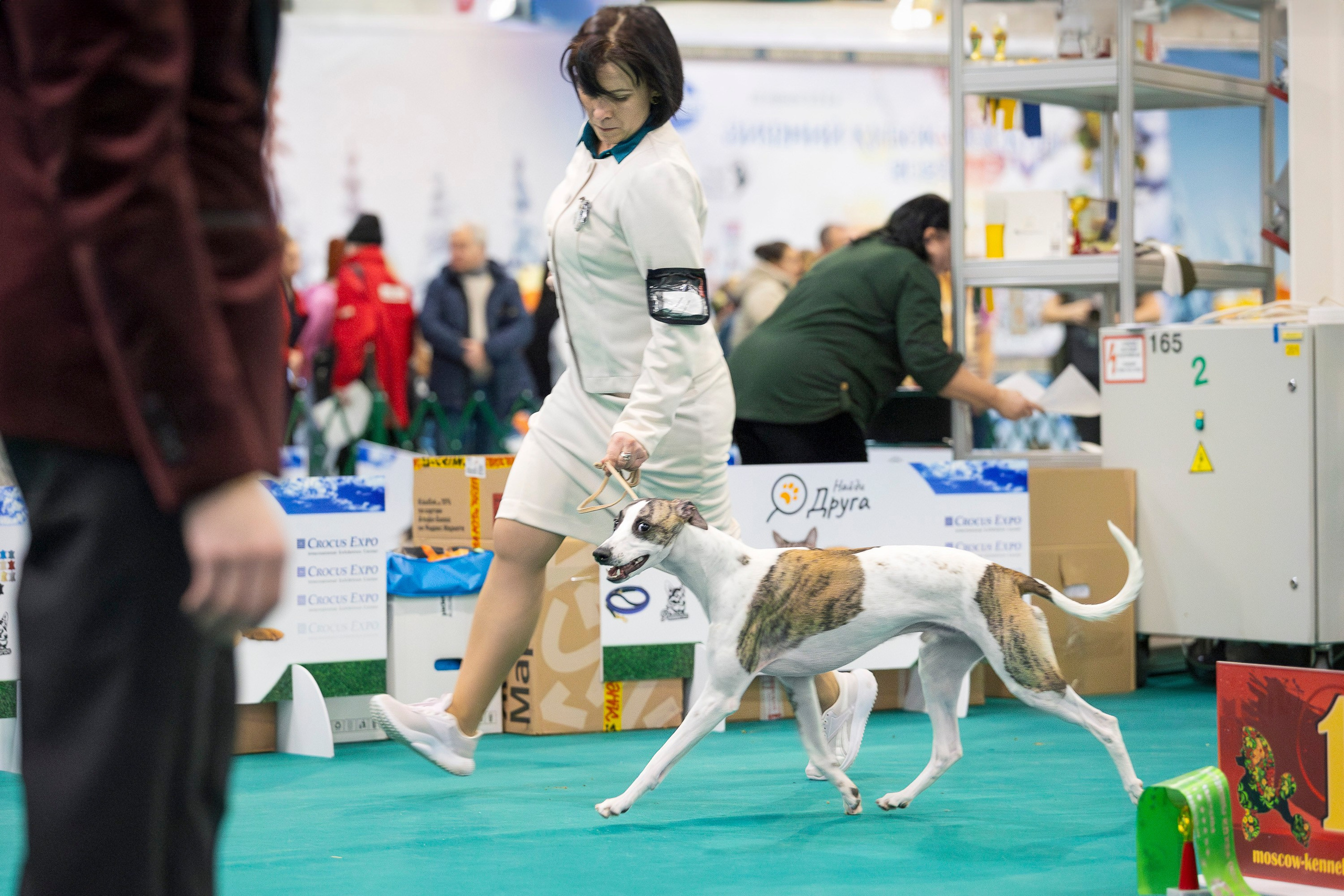 Крокус 10.02. Фотограф анималист, семейный фотограф, фотограф собак Комратова Мария. г. Москва