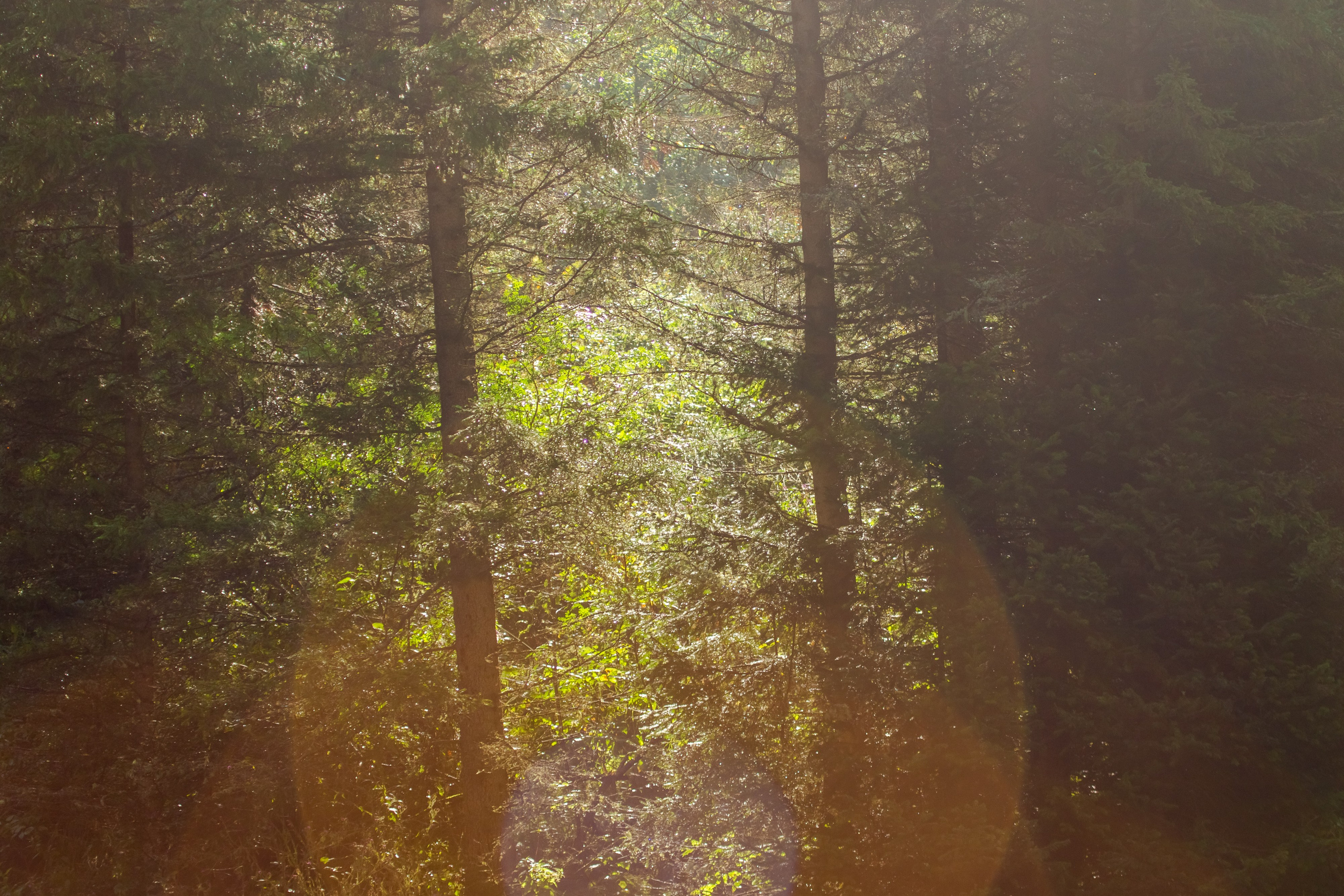 Фототур Кия. Фотограф Кирилл Мешков Кемерово