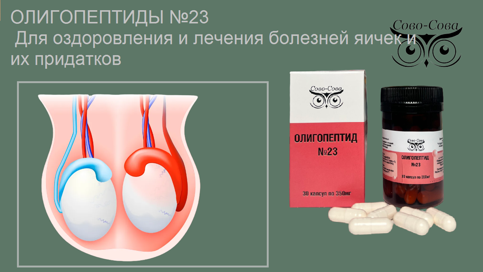 Олигопептид № 23 — Для оздоровления и лечения болезней яичек и их придатков