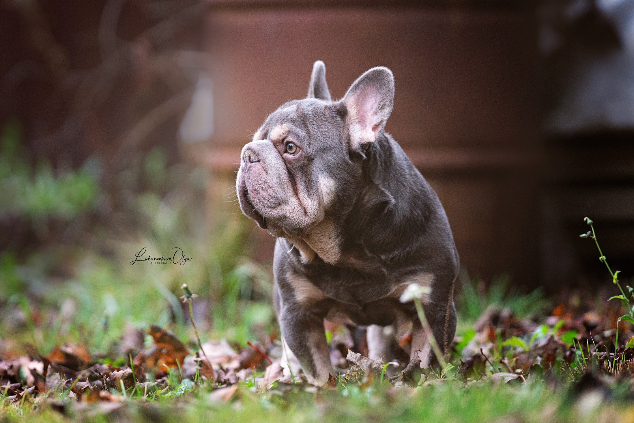 Бульдоги. Фотограф анималист Ольга Луканенкова в Москве