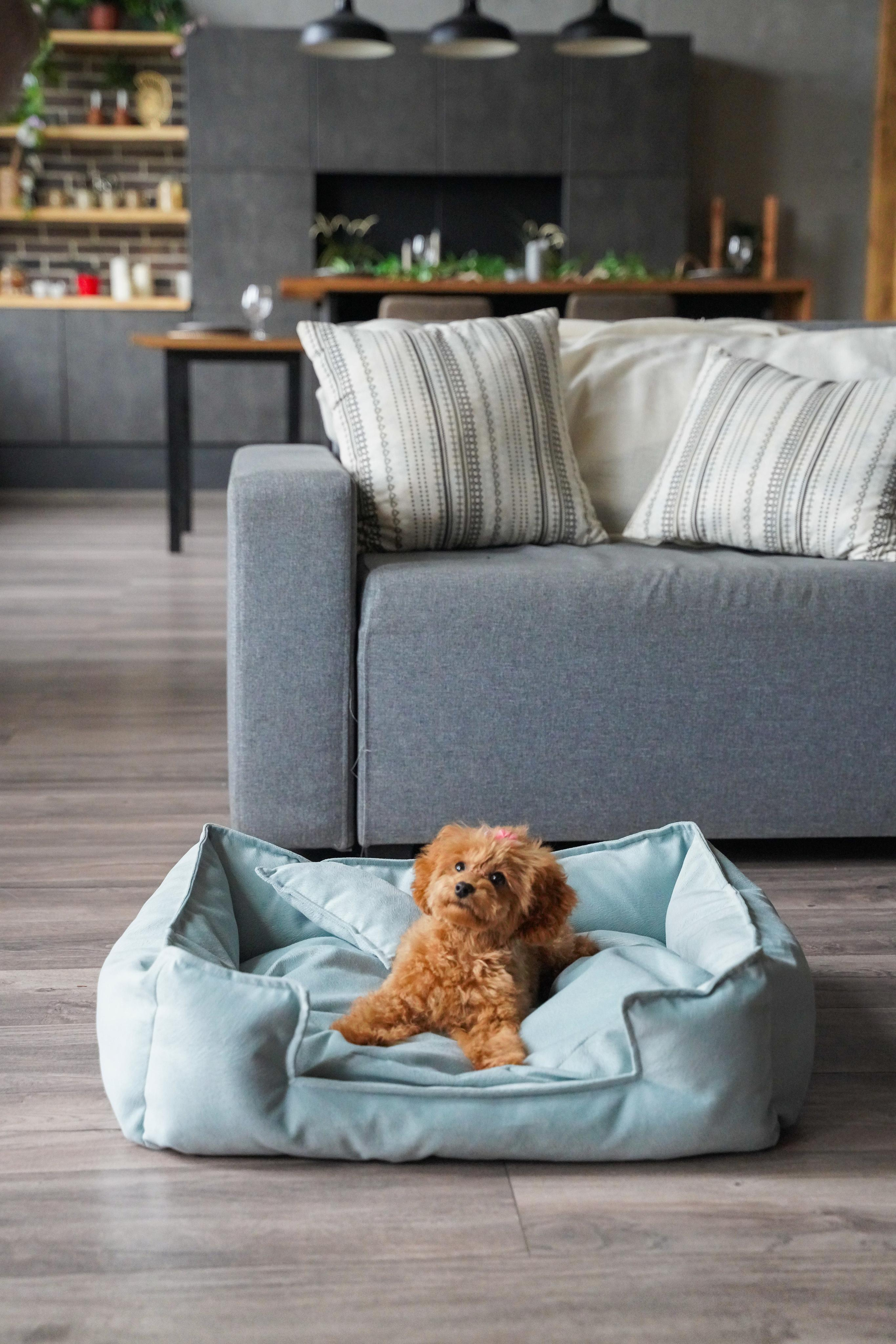 Лежанки для собак FRIENDS FOREVER. Главная