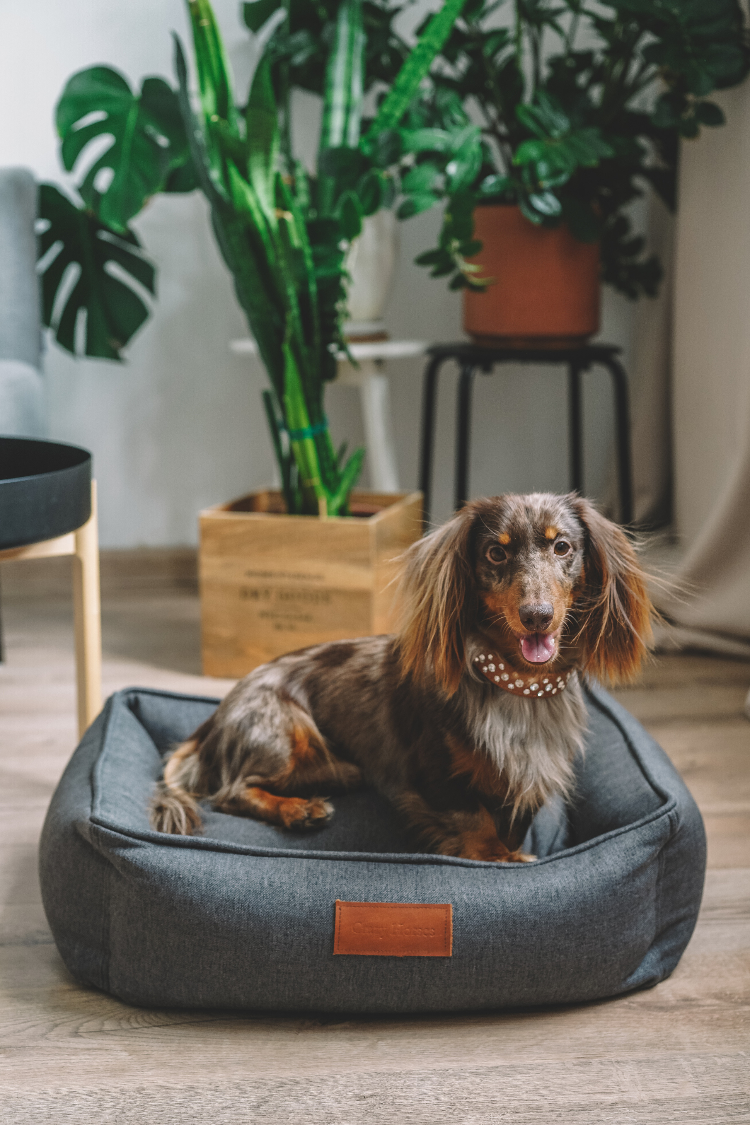 Лежанки для собак H-Pony. Главная