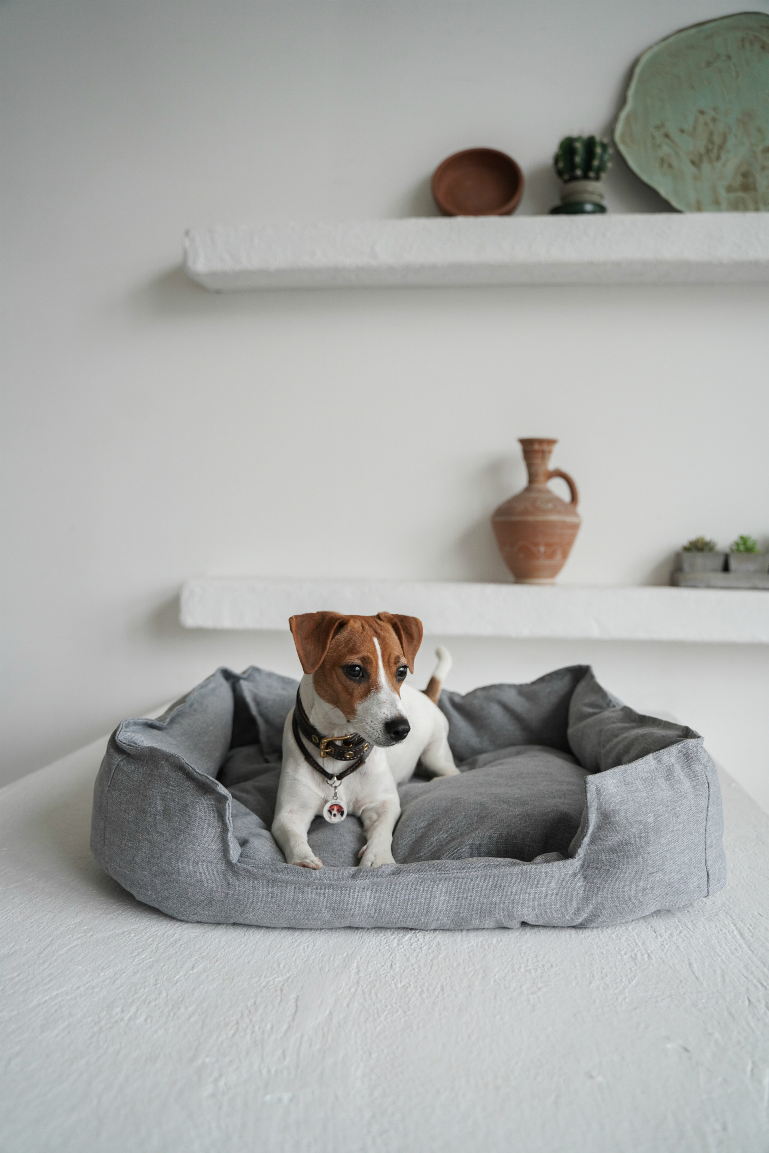 Лежанки для собак FRIENDS FOREVER. Главная