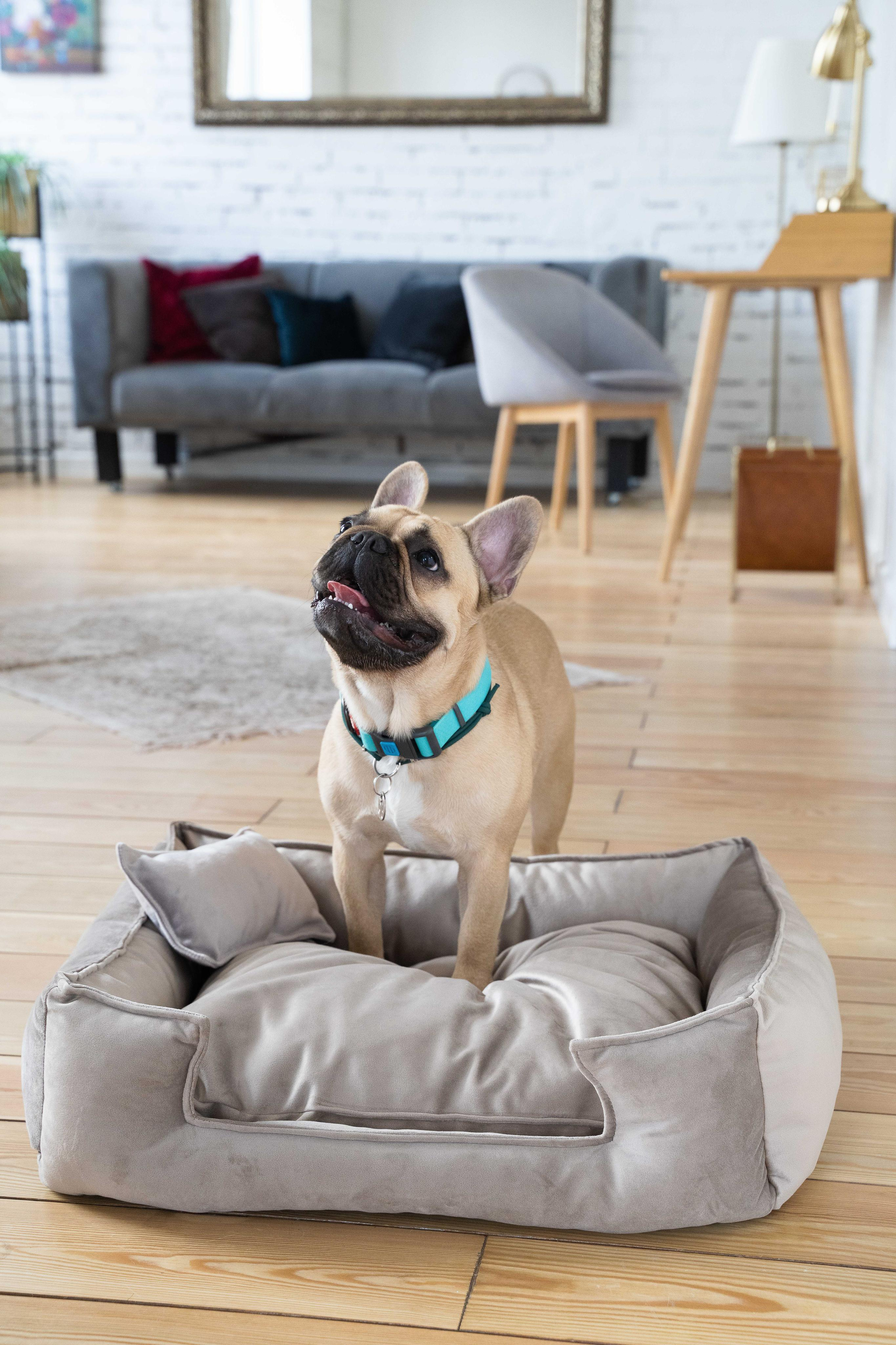 Лежанки для собак FRIENDS FOREVER. Главная