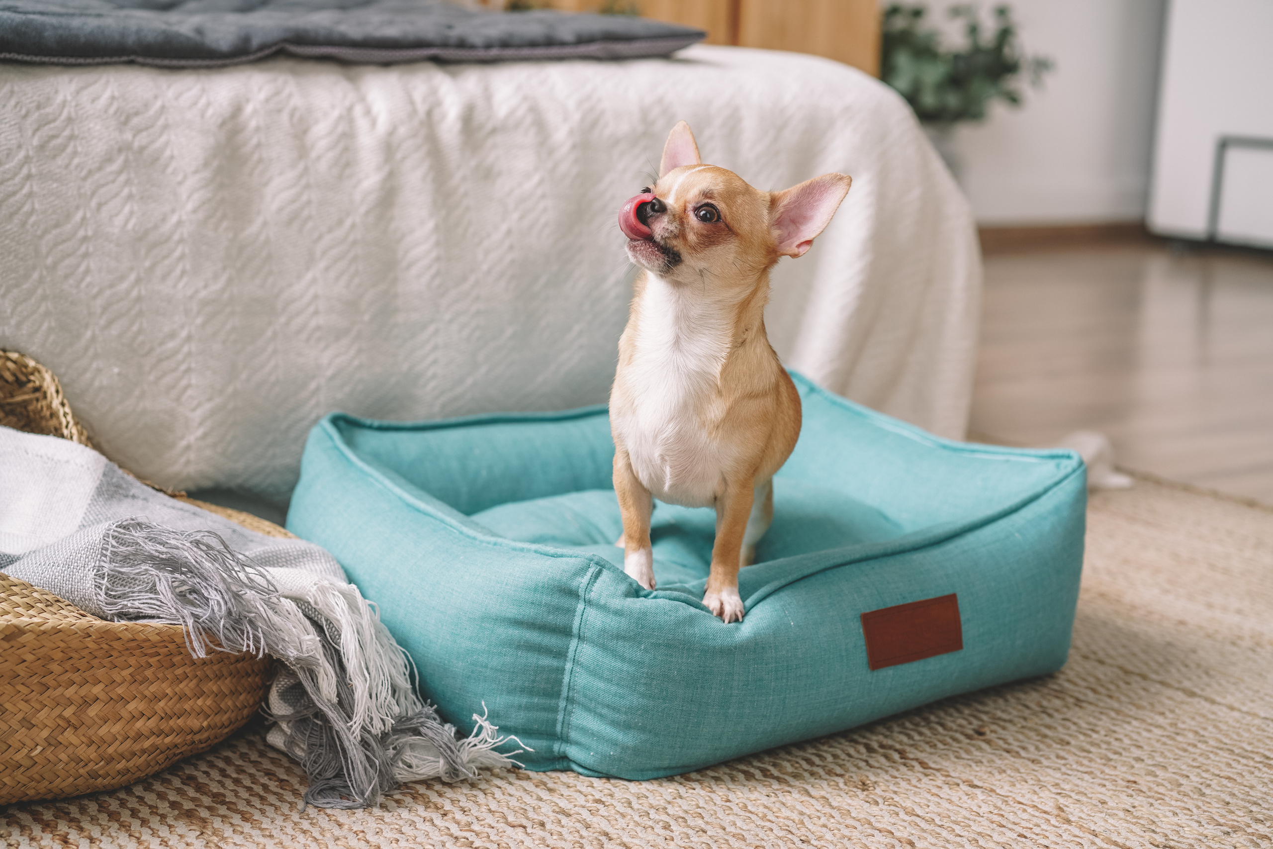 Лежанки для собак H-Pony. Главная