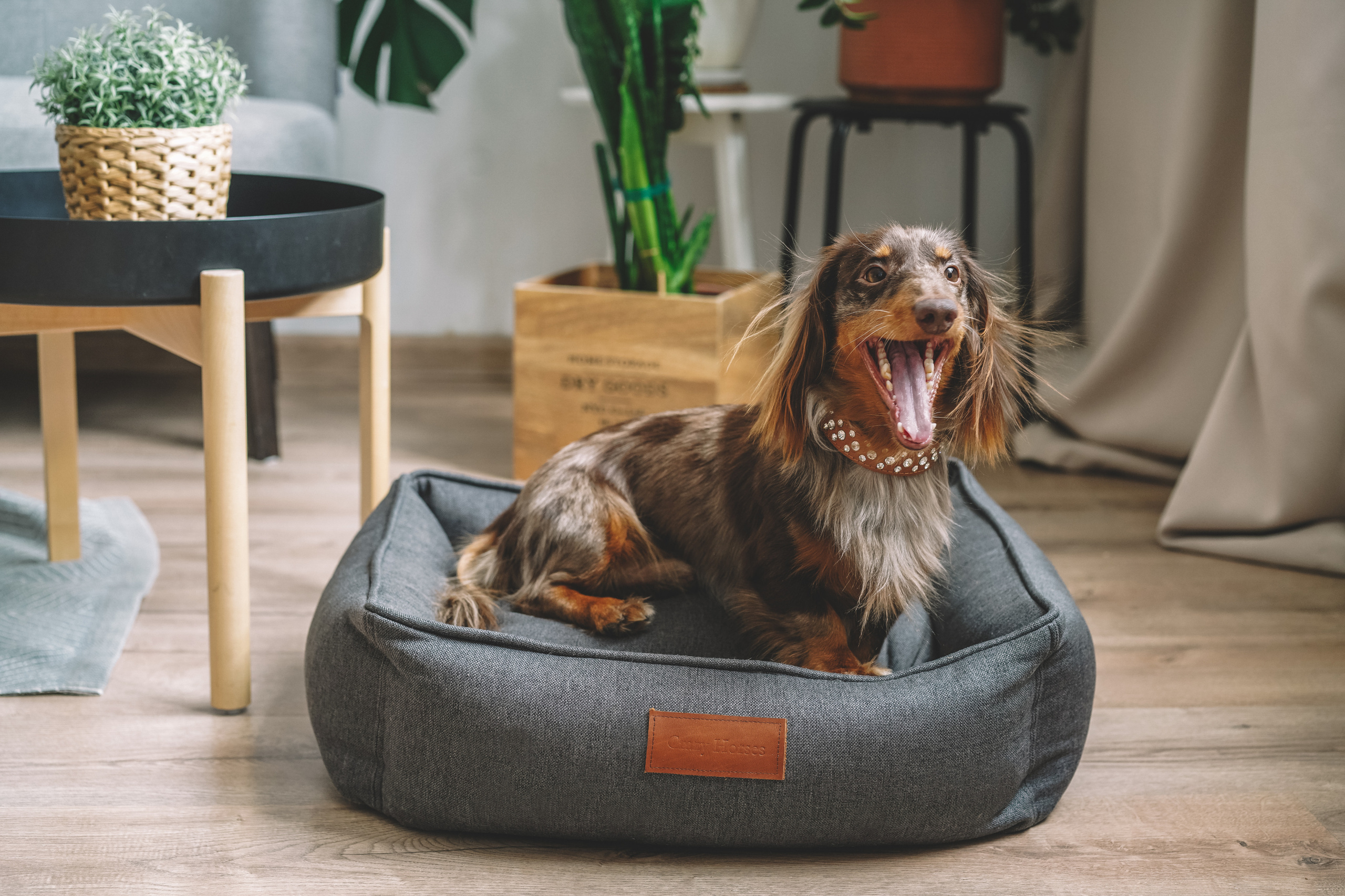 Лежанки для собак H-Pony. Главная