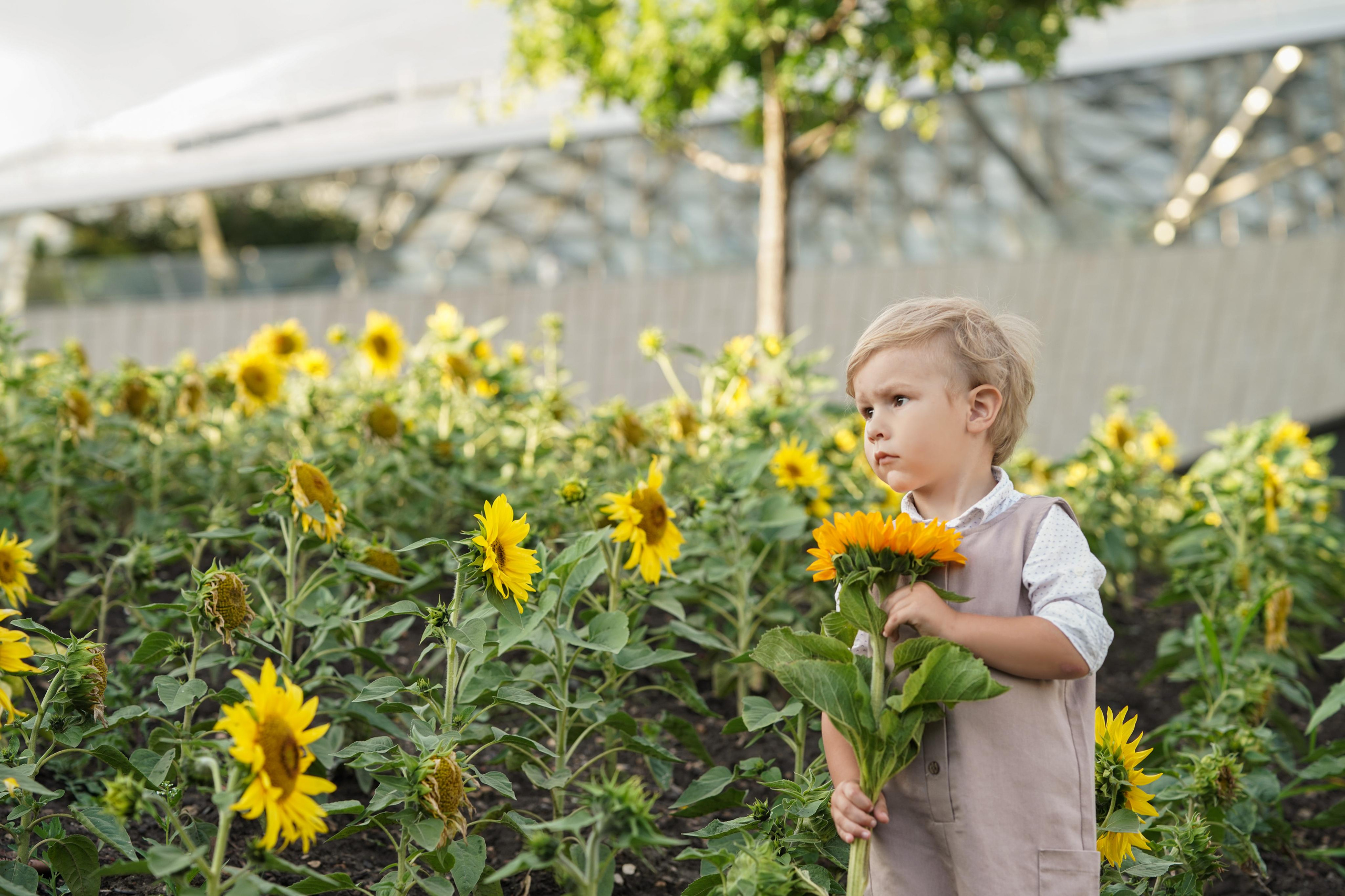 Семейная фотосессия с подсолнухами. Главная