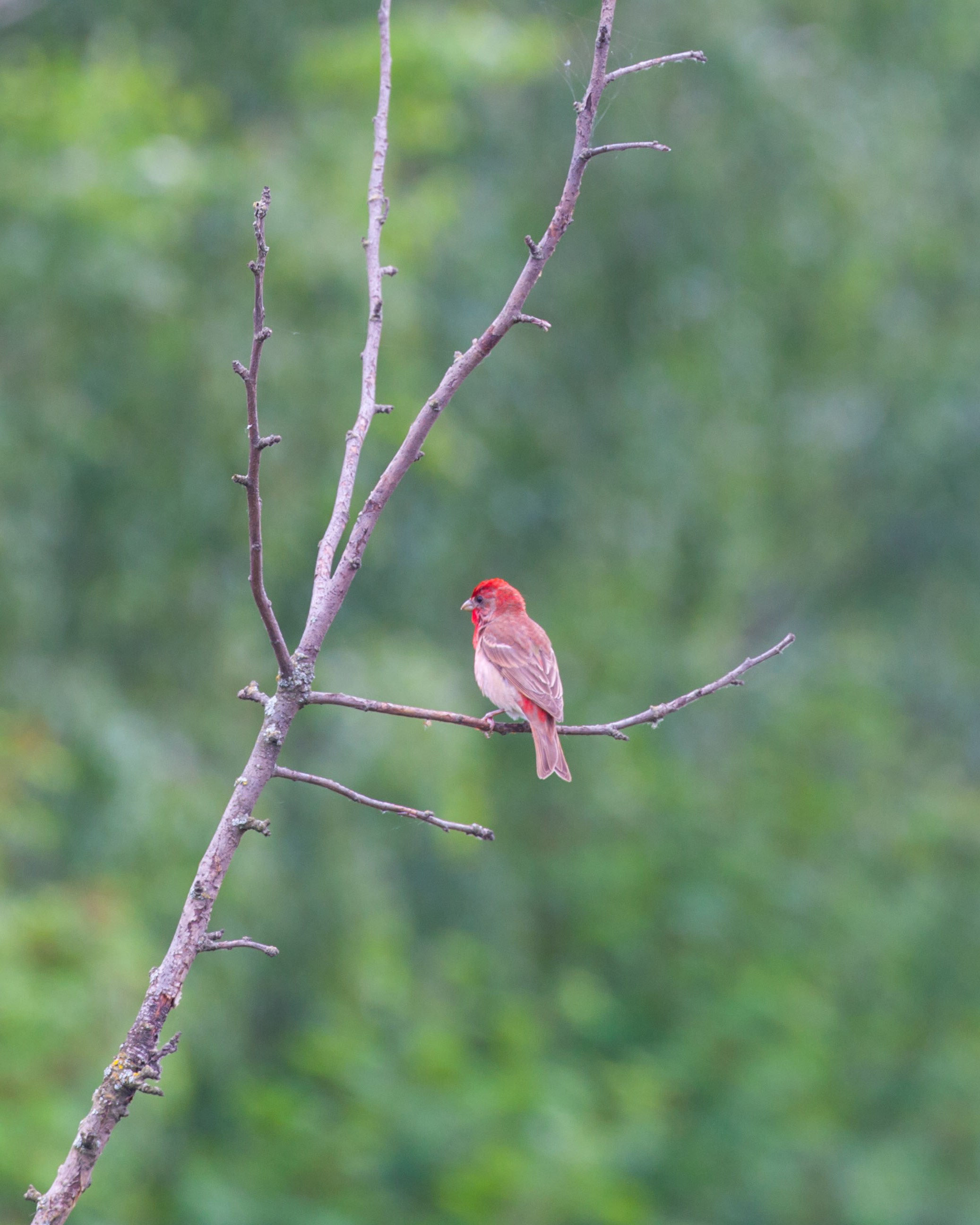 ПРИРОДА. Слепки времени. Фотографии природы и событий. Москва. Сергей Аллагулов