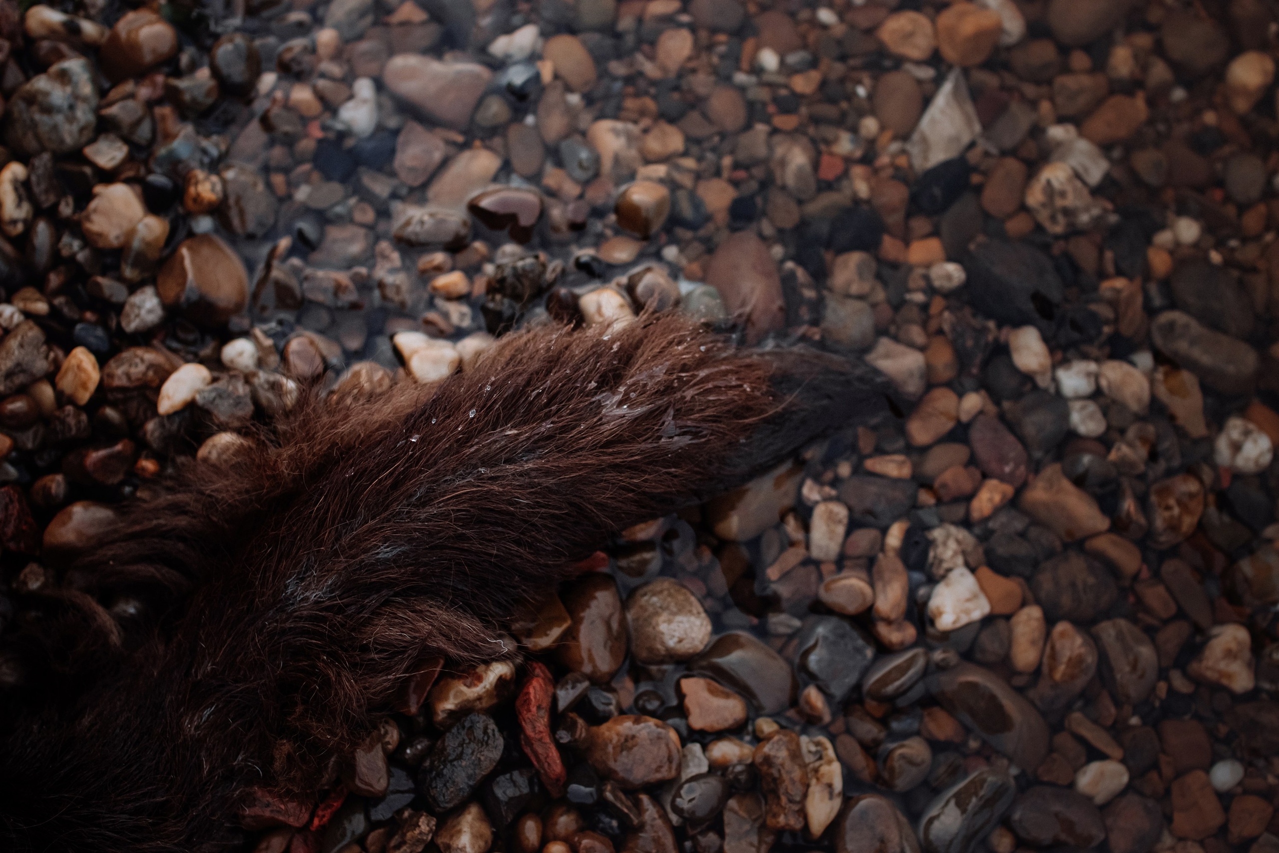 Юля и Свити. Фотограф Наталья Потапова