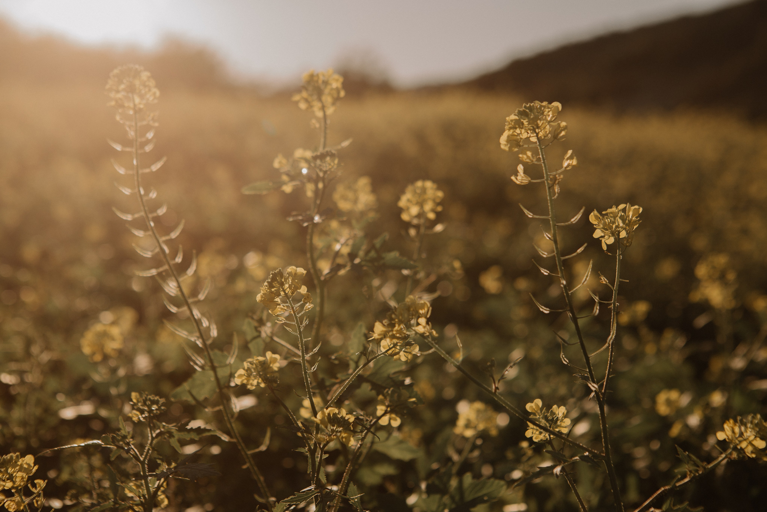 Veta. Portrait, family and pet photographer in Cyprus, Ksenia Bourdelle