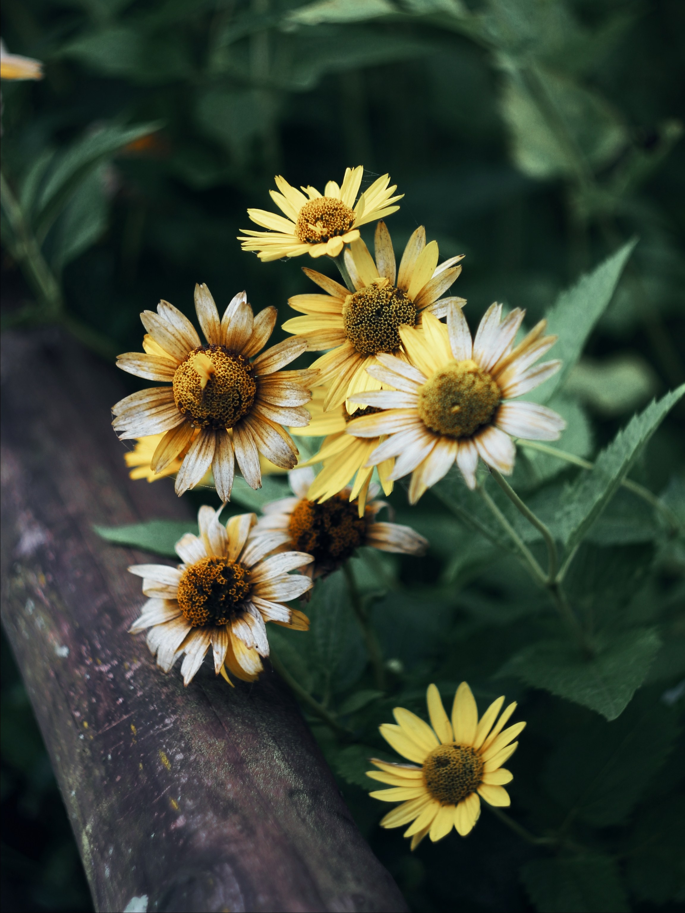 Меланхолия августа. С любовью, фотохудожник