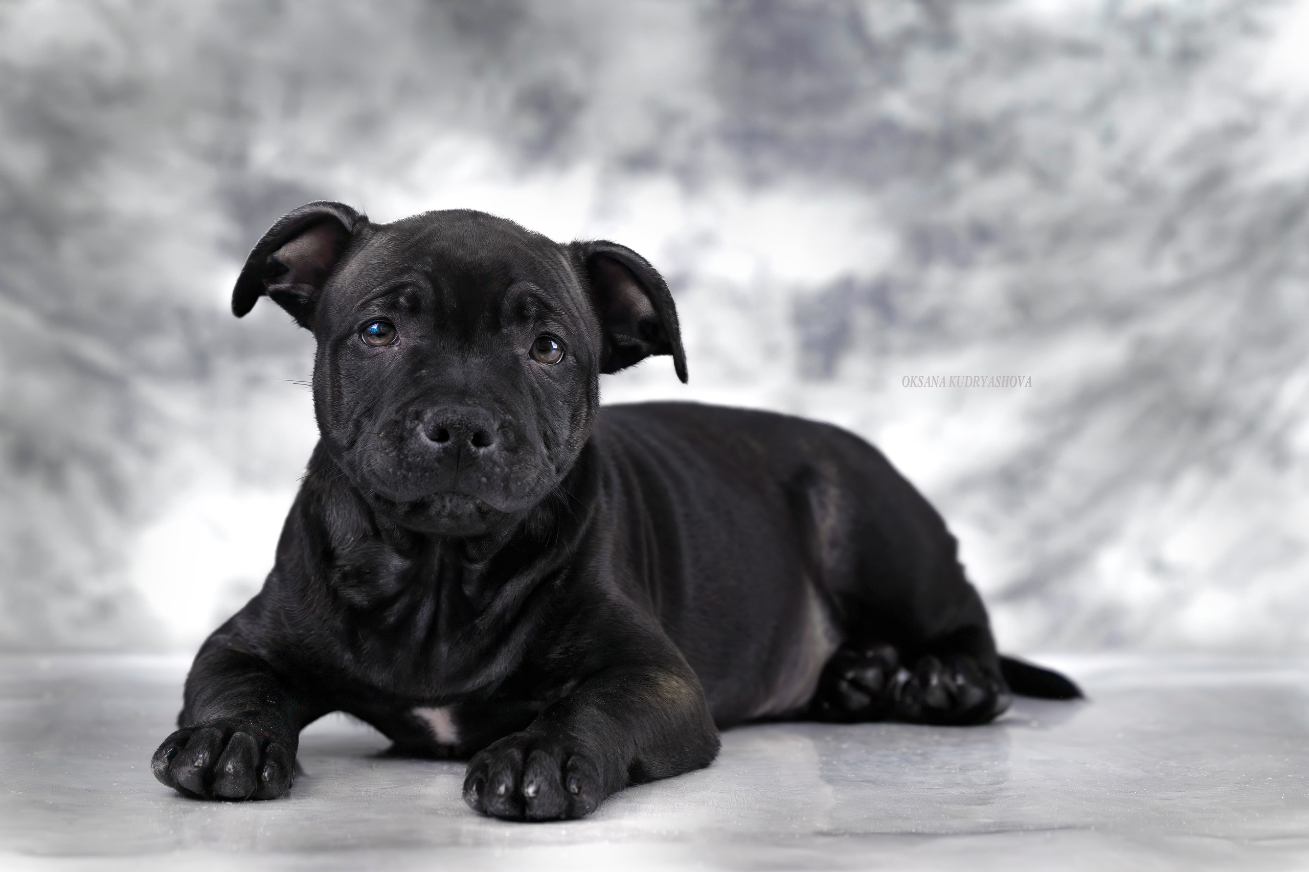 Щенки Стаффбуль. Фотограф 📸 анималист, предметный, репортажный