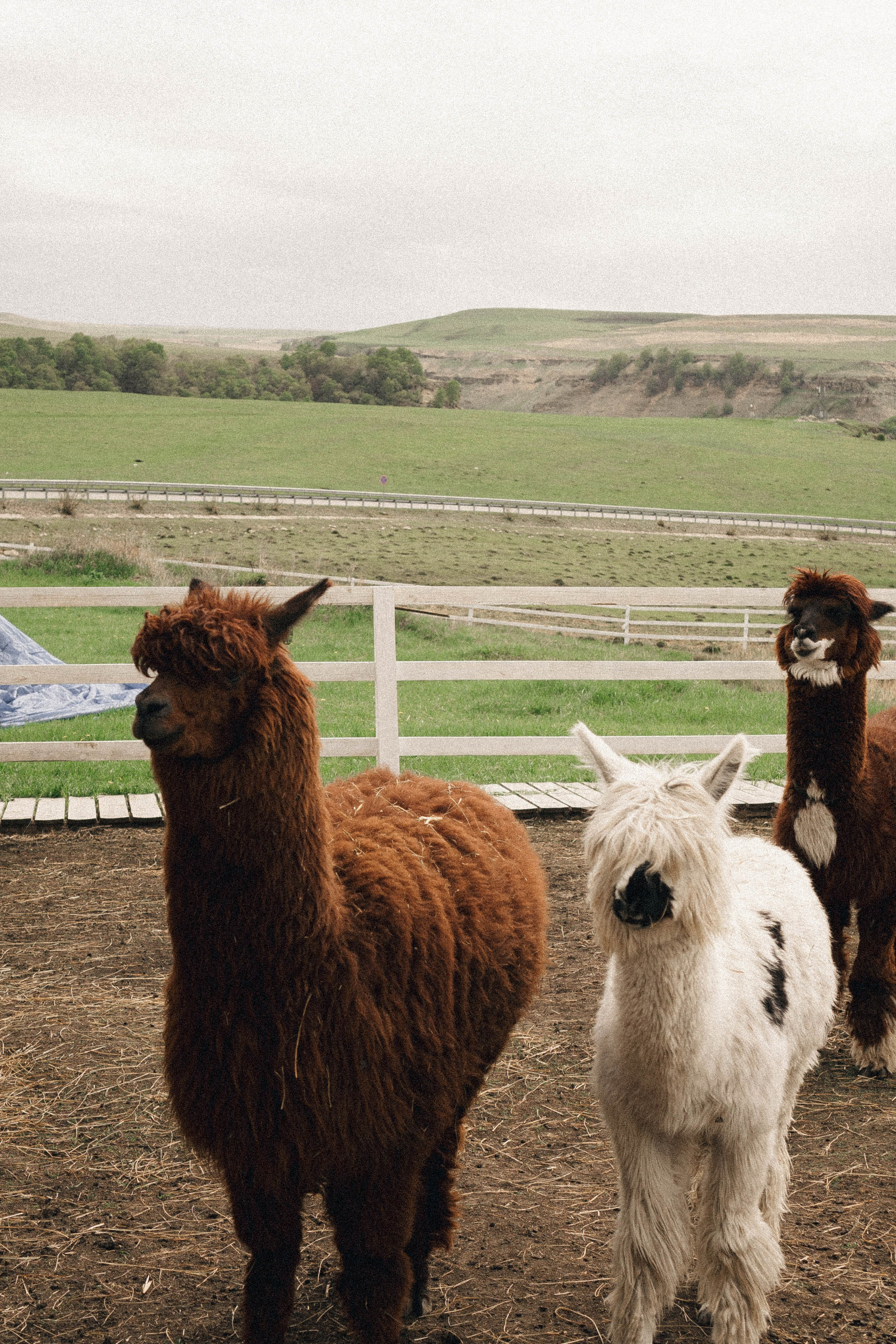 Ферма Альпак. Профессиональный фотограф, Санкт-Петербург — Виктория Богомолова
